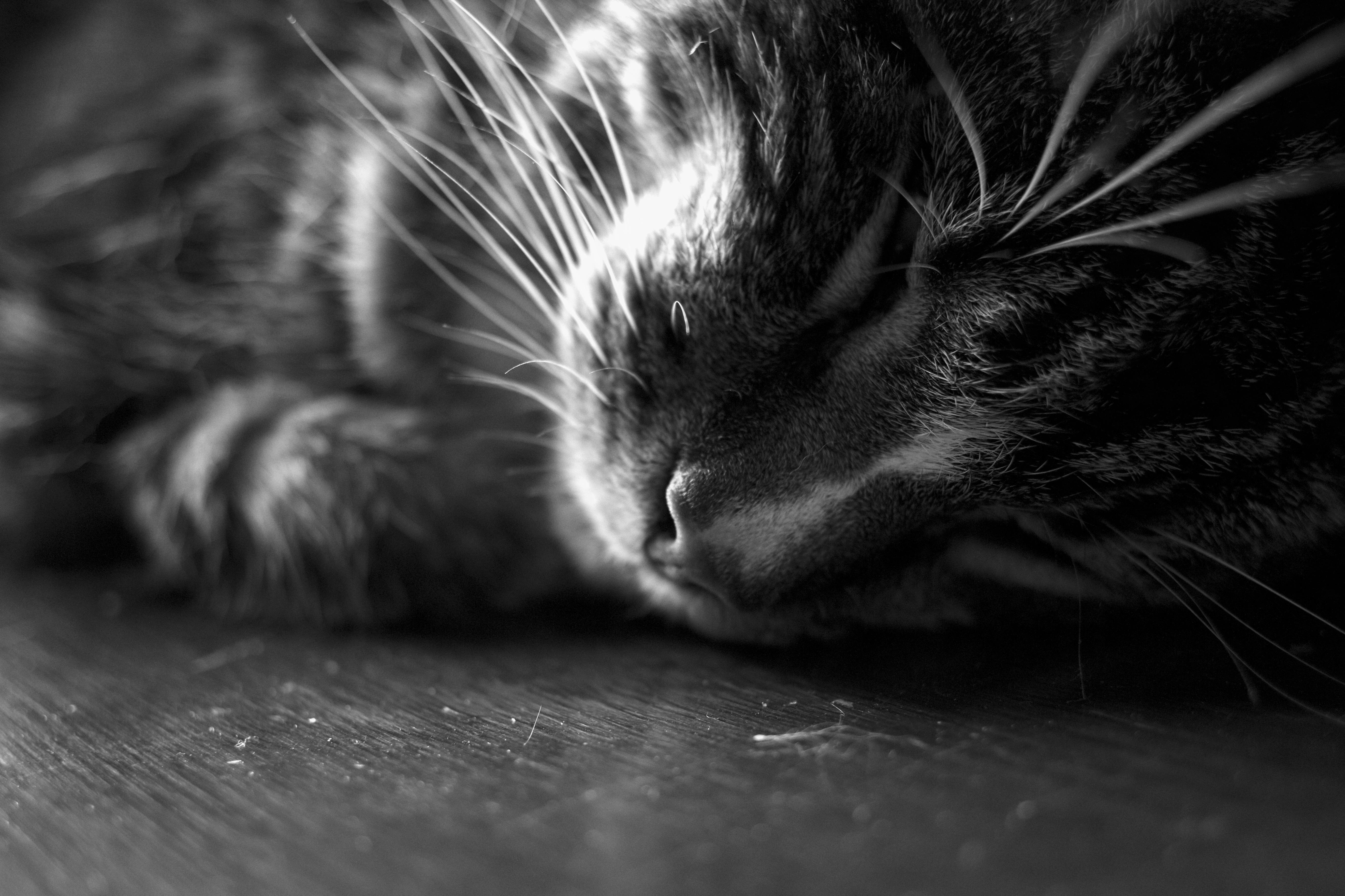 5472x3648 Free Image : animal, blackandwhite, cute, sleeping, closeup, whiskers, black and white, monochrome photography, small to medium sized cats, close up, snout, eye, macro photography, cat like mammal, darkness, graphy, carnivoran