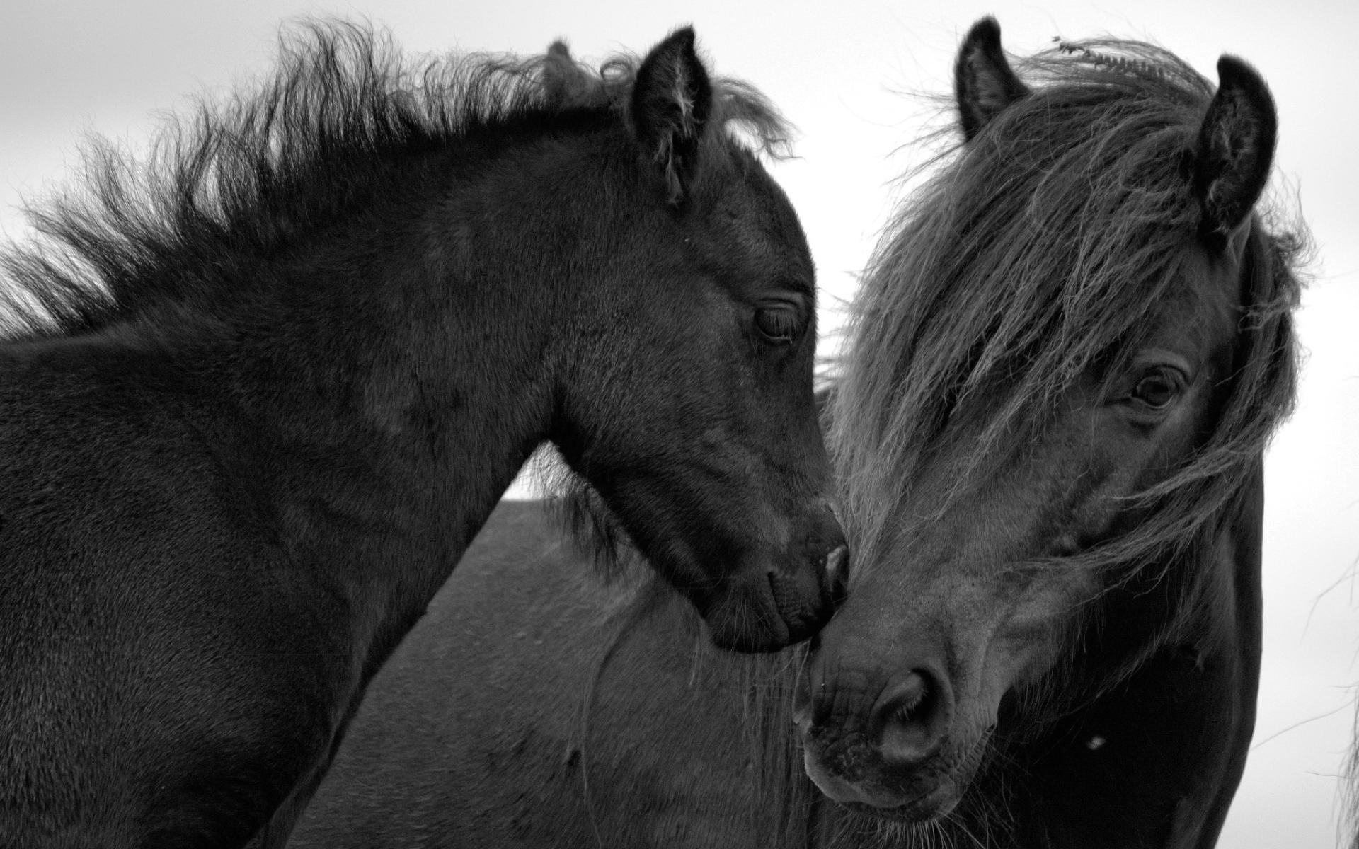 1920x1200 Animal, Horse, Black, White, Black and White Wallpaper & Background Image