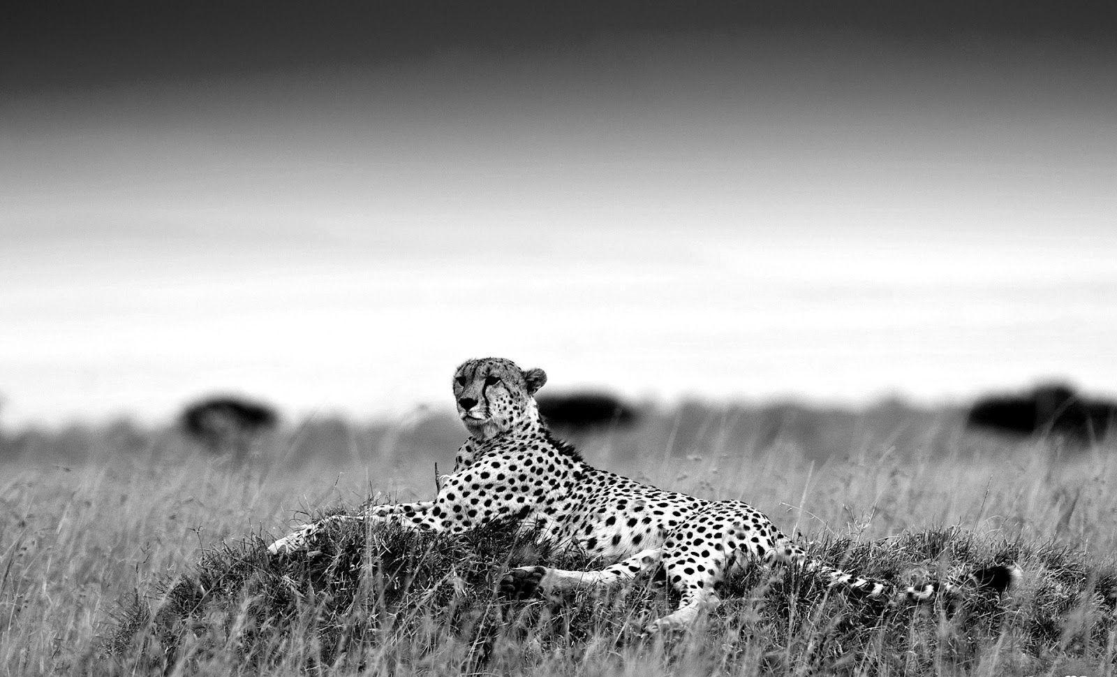 1600x969 Black And White Animal Wallpaper