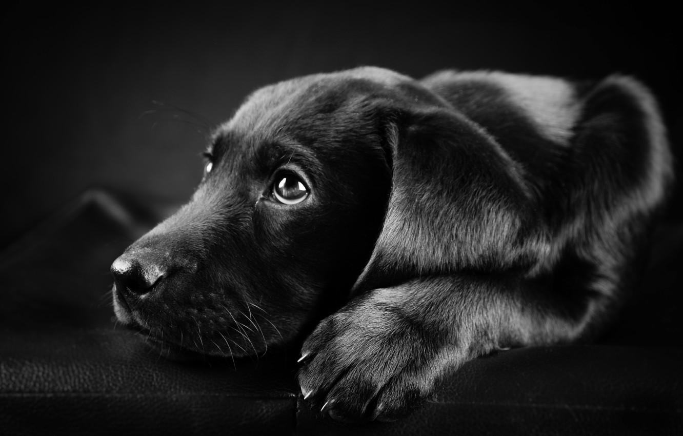 1332x850 Wallpaper photo, black, white, dog, Labrador, black image for desktop, section собаки