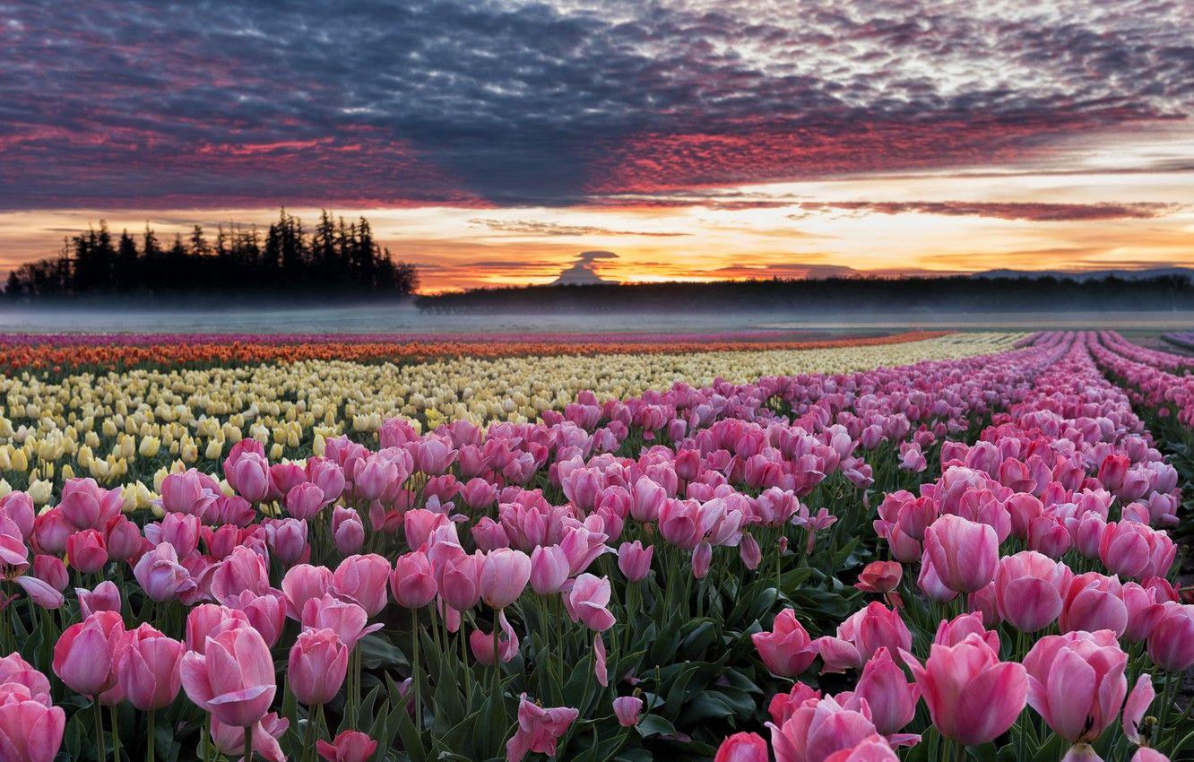 Pacific Northwest Spring Wallpapers - Top Free Pacific Northwest Spring ...