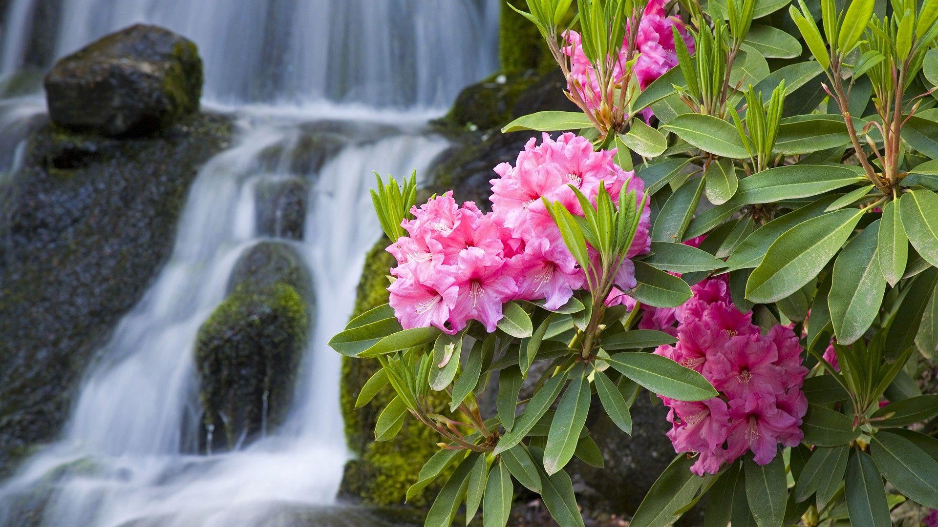 1920x1080 Rhododendron Flowers Wallpaper