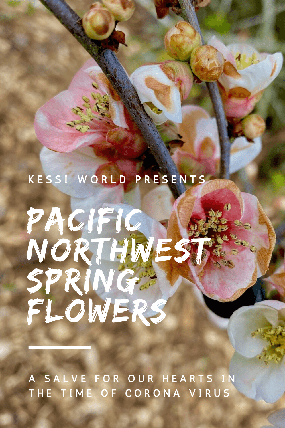 1000x1500 Photo Gallery: Pacific Northwest Spring flowers, a salve for our hearts in the time of corona virus