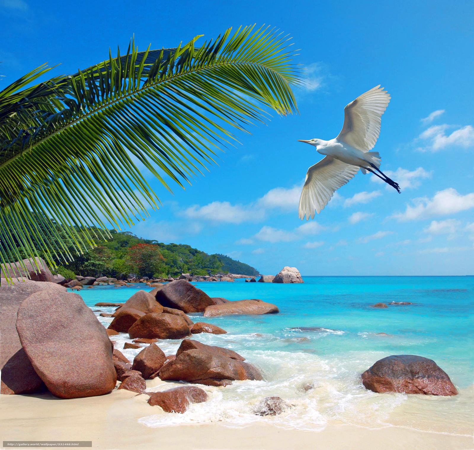 1600x1519 Download Wallpaper Seychelles, Beach, Birdie Free Desktop