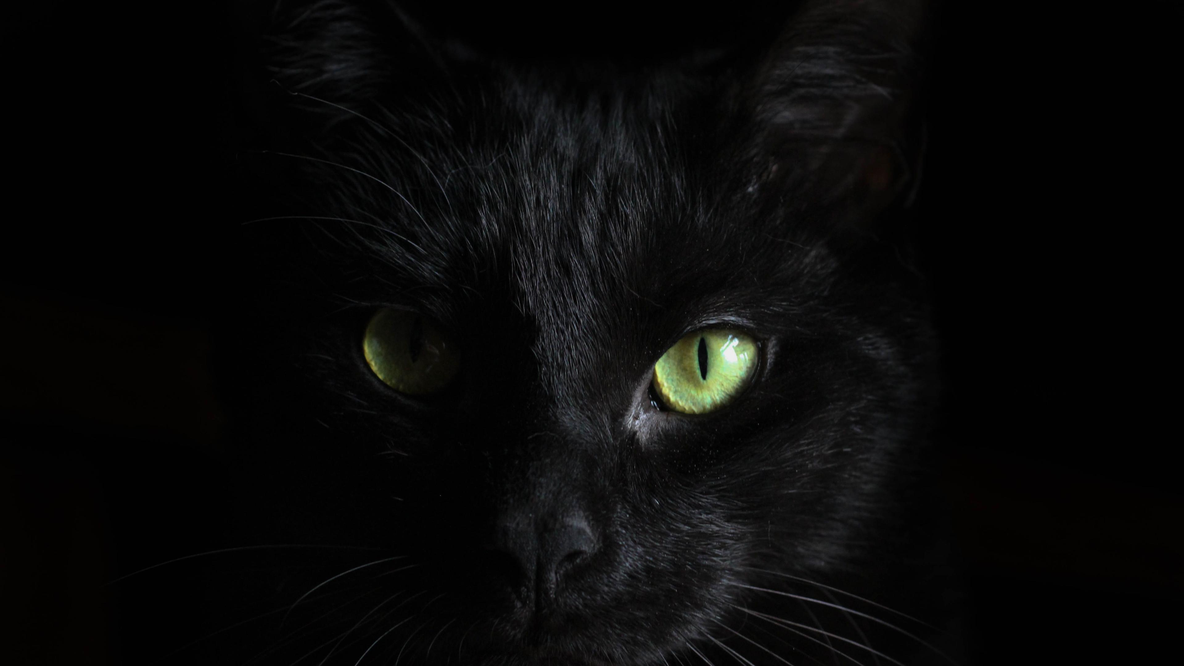3840x2160 Green Eyes Black Cat Dark Theme Black Background 4K HD Dark Theme Wallpaper