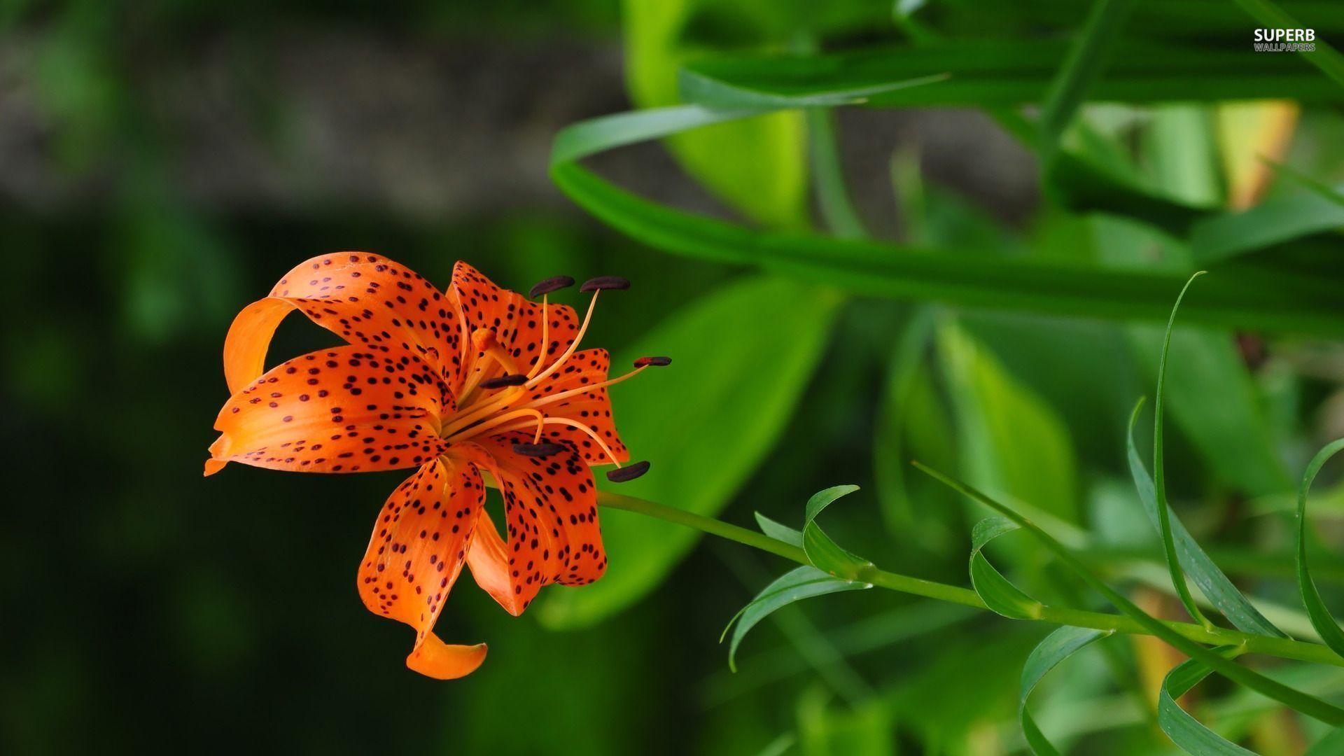 1920x1080 Tiger lily wallpaper wallpaper - #. Lily wallpaper, Tiger lily flowers, Lily flower