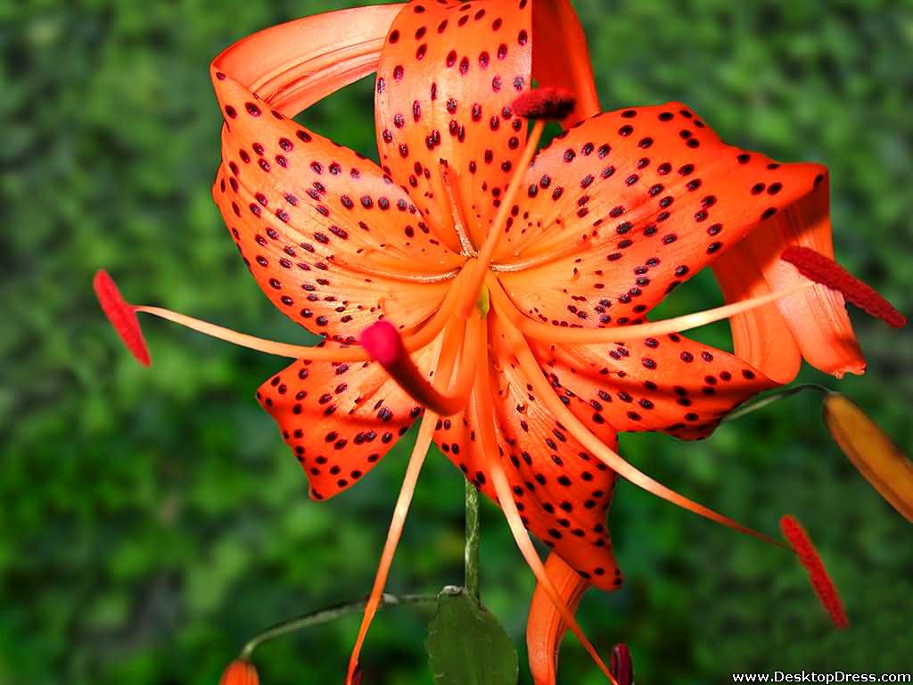 1024x768 Free download desktop wallpaper flowers gardens background tiger lily tiger lily [1024x768] for your Desktop, Mobile & Tablet. Explore Tiger Lily Wallpaper. Tiger Lily Wallpaper, Lily Wallpaper, Lily James Wallpaper