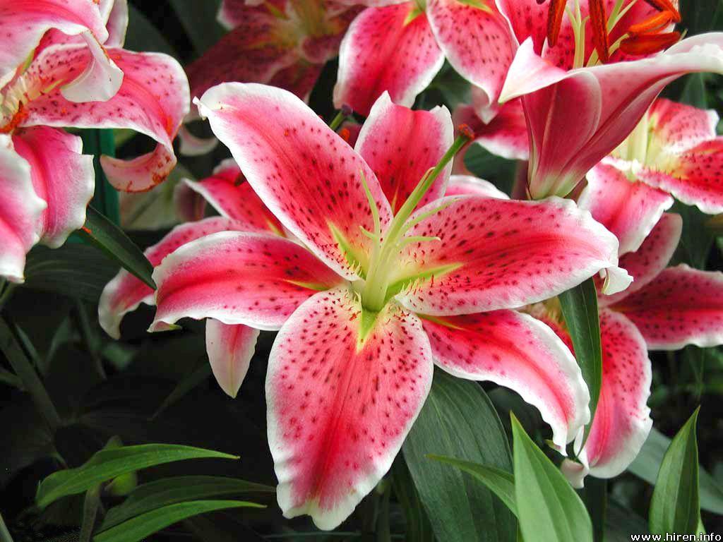 1024x768 Tiger Lilies another favorite flower. Tiger lily flowers, Flowers, Tiger lily