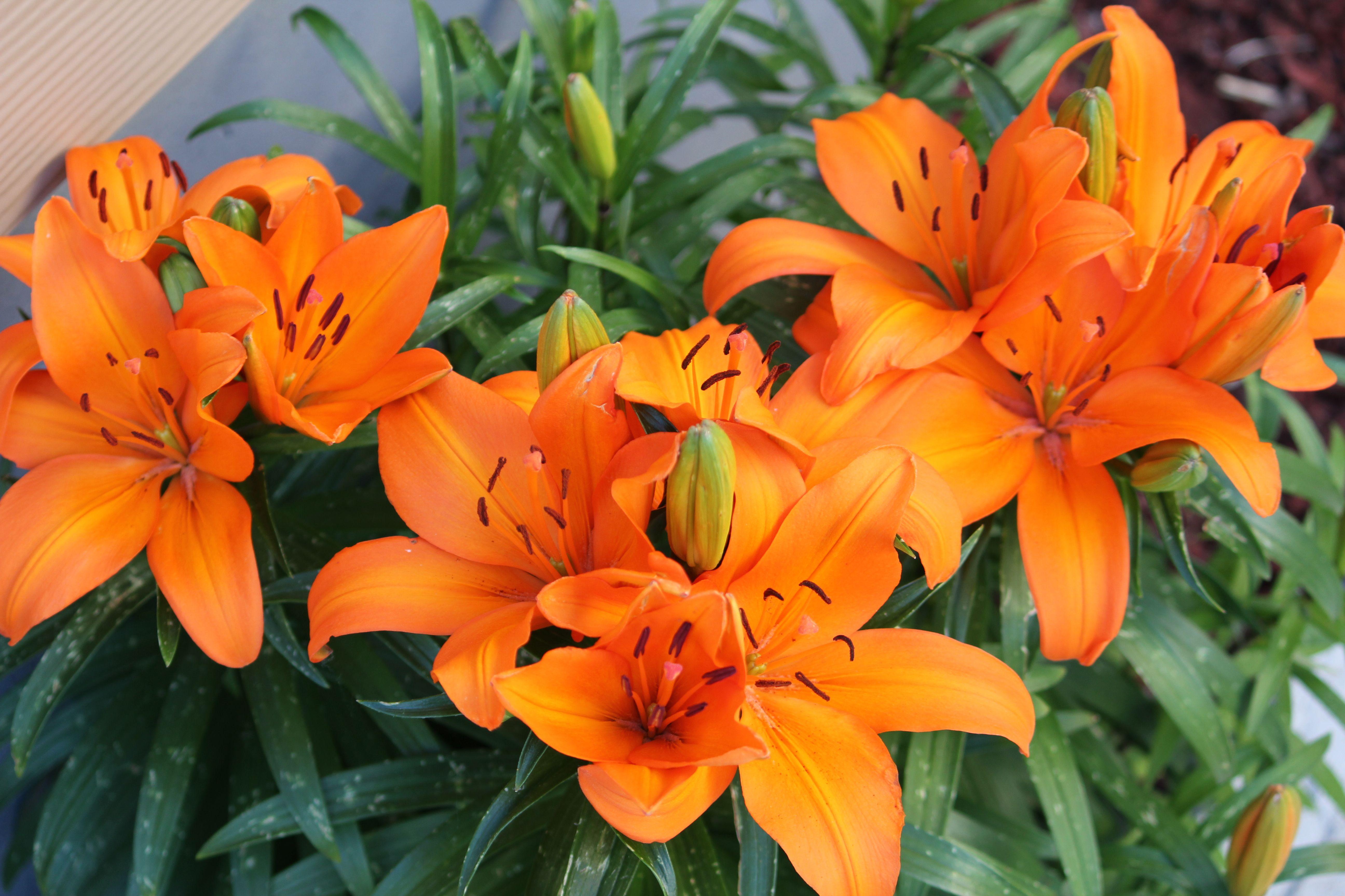5184x3456 Tiger Lily Photo. Tiger lily flowers, Tiger lily, Lily wallpaper