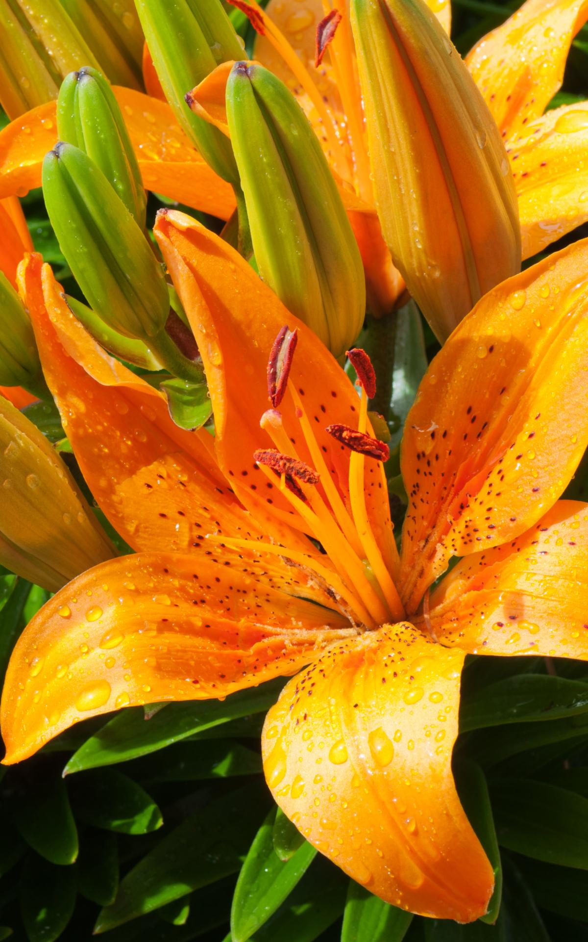 1200x1920 Earth Lily