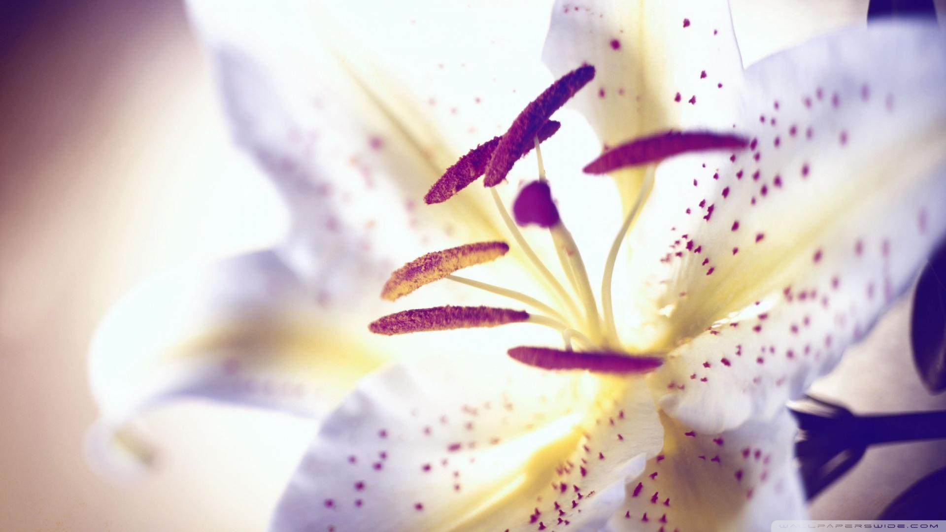 1920x1080 Tiger Lily Wallpaper