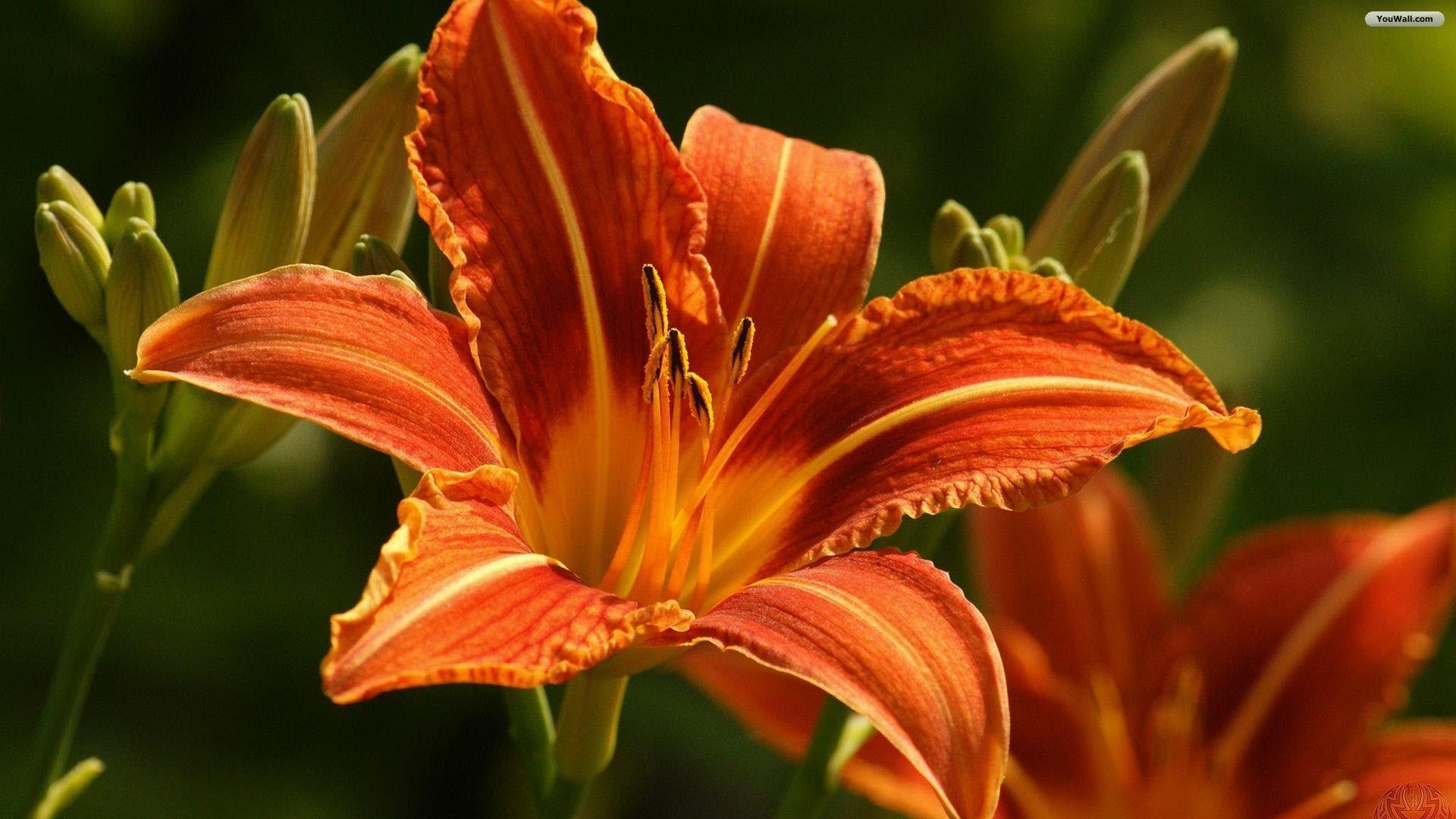 1920x1080 Free download Tiger Lily Wallpaper [1920x1080] for your Desktop, Mobile & Tablet. Explore Tiger Lily Wallpaper. Tiger Lily Wallpaper, Lily Wallpaper, Lily James Wallpaper