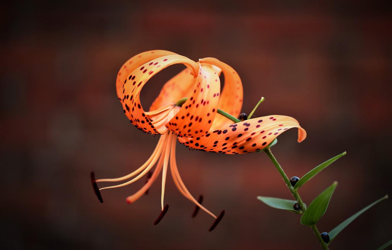 Gorgeous Tiger Lily Seeds Scene Collection Gorgeous Tiger Lily Seeds Scene Collection