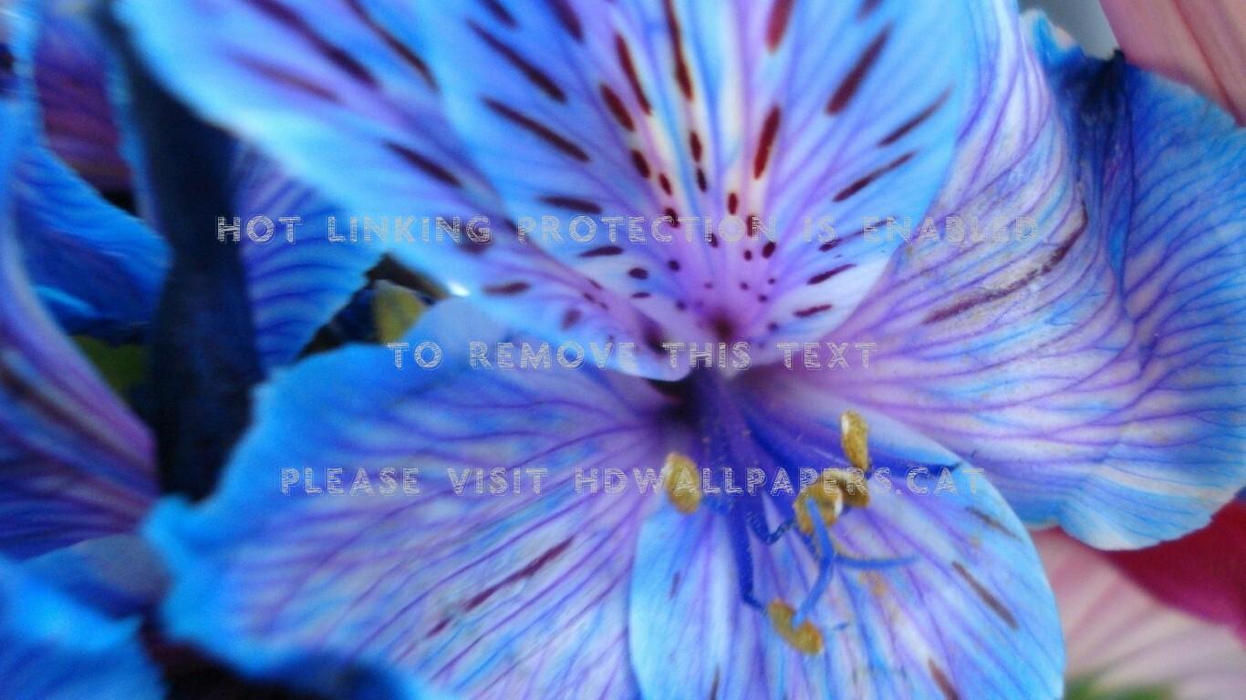 Tiger Lily Wallpapers Top Free Tiger Lily Backgrounds WallpaperAccess