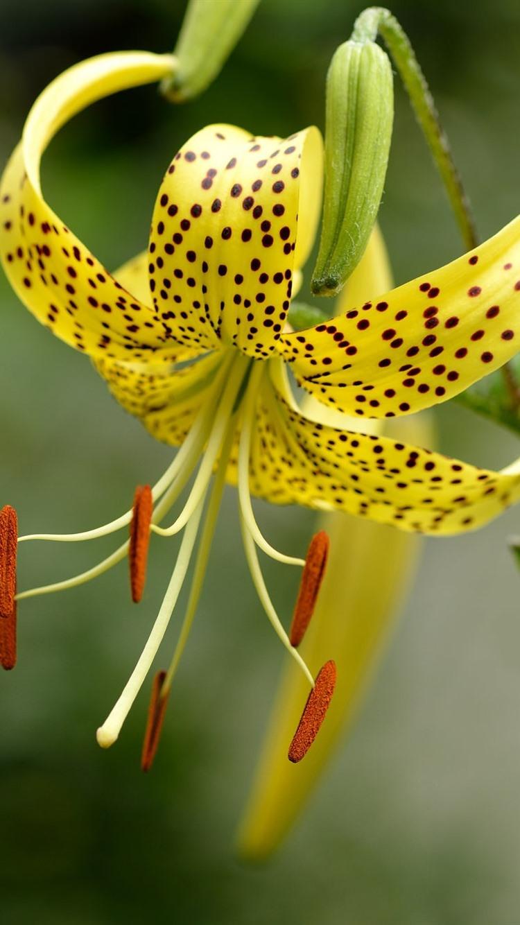 Tiger Lily Wallpapers Top Free Tiger Lily Backgrounds WallpaperAccess