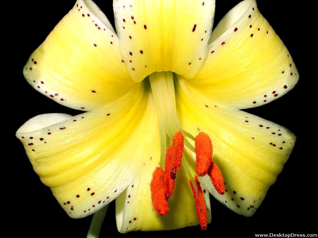 Tiger Lily Wallpapers Top Free Tiger Lily Backgrounds WallpaperAccess