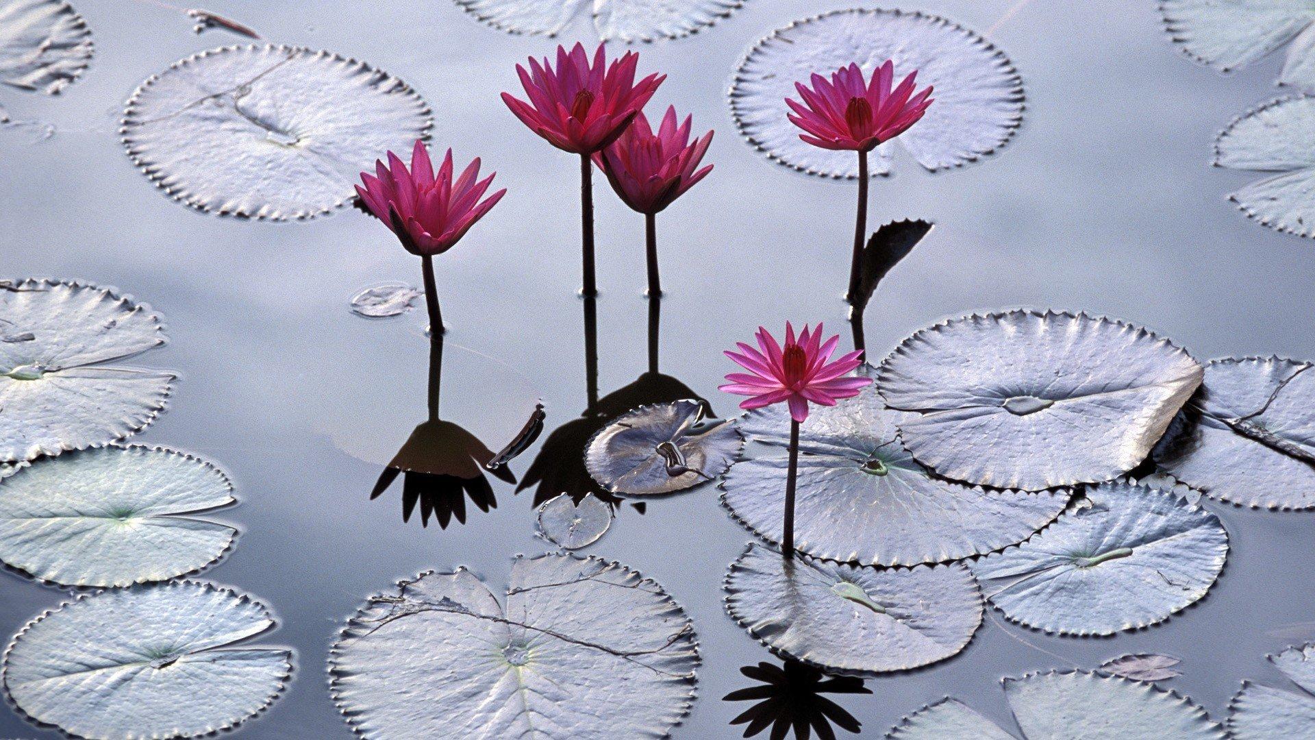 1920x1080 Nature flowers Viet Nam imperial city lotus flower wallpaperx1080