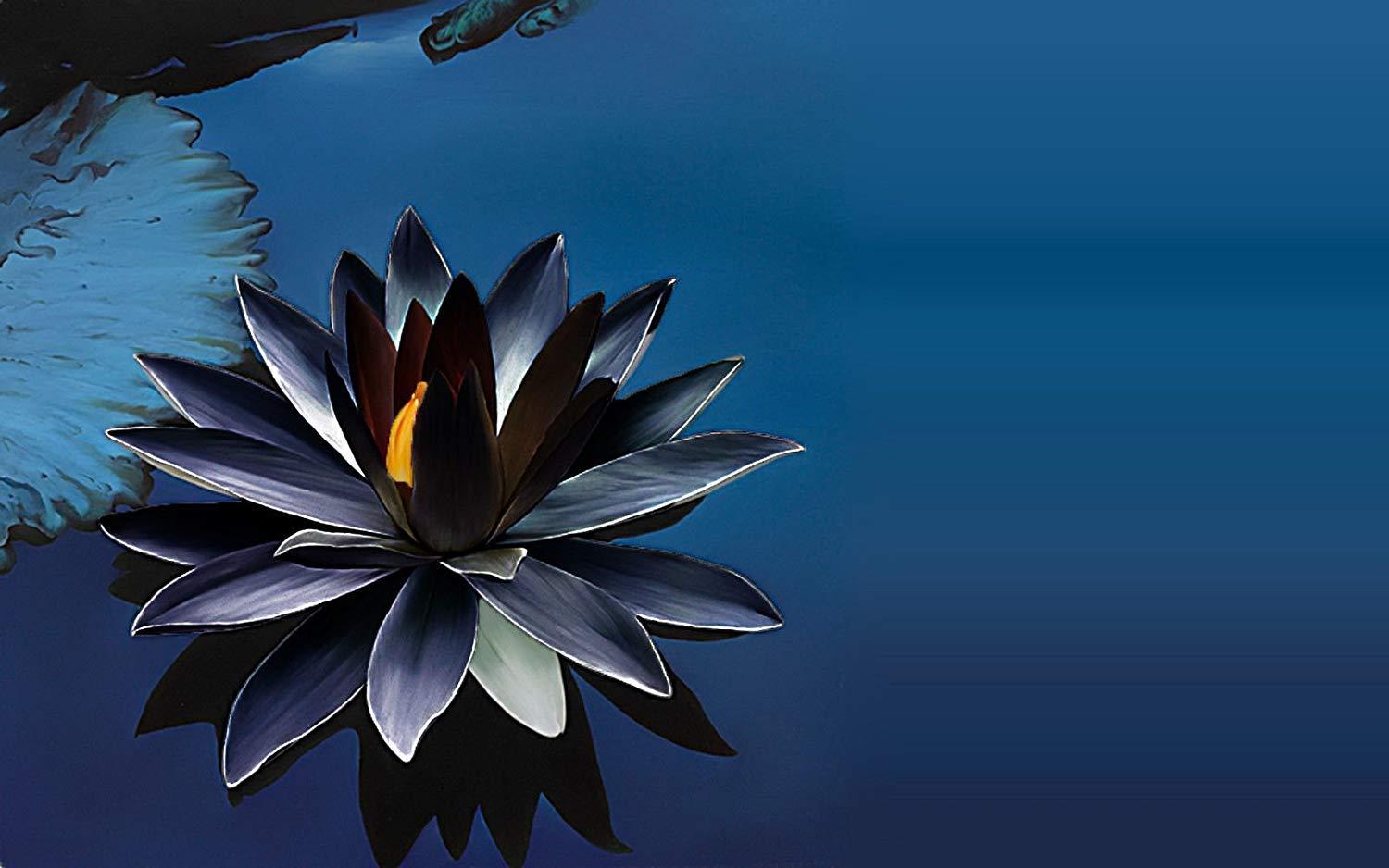 1500x938 Hudgle Lotus Flower Seeds (Pack Of 15 Seeds) Lotus Seed Growing Lotus Brings Positive Vibrations According To Vaastu Shastra : Amazon.in: Garden & Outdoors