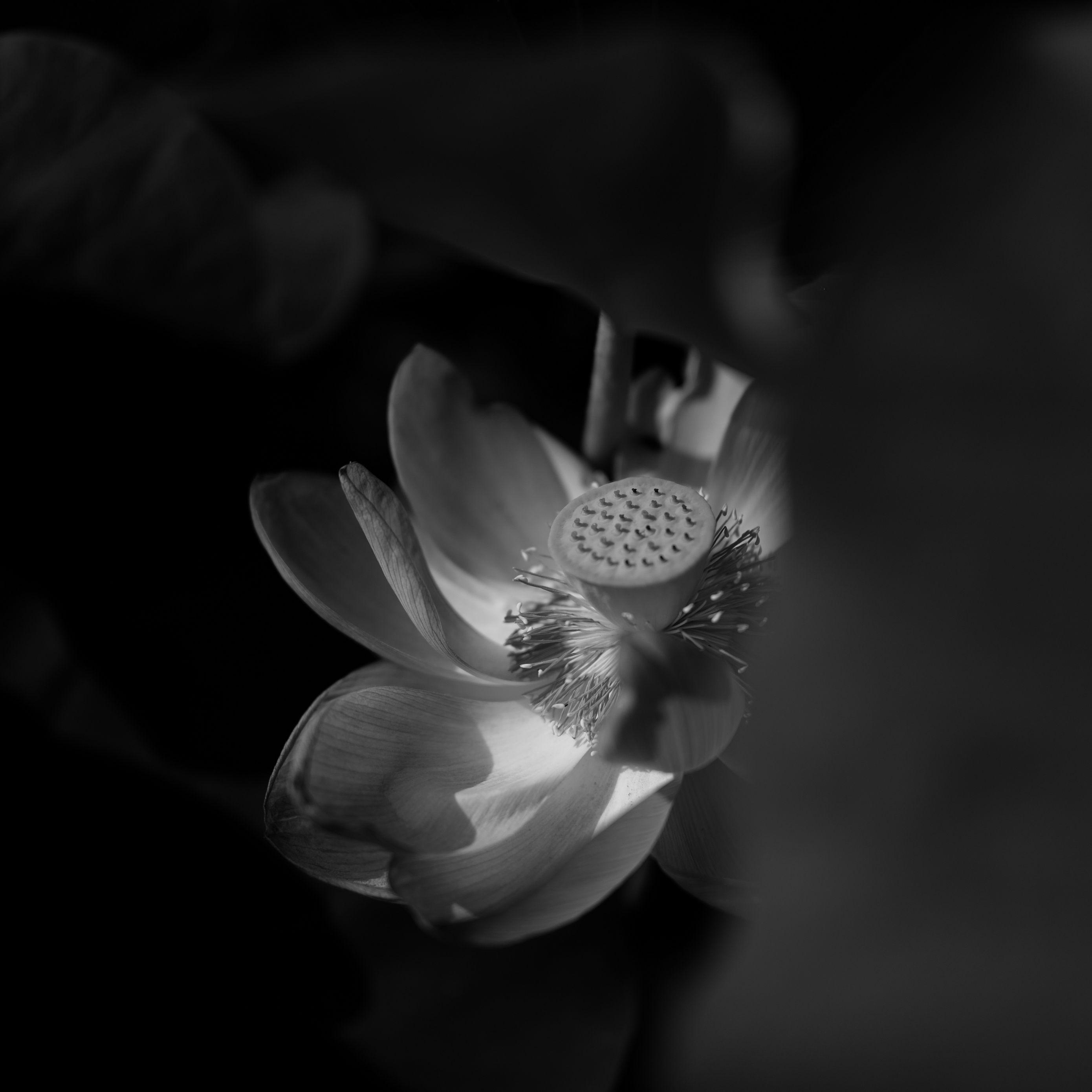 2780x2780 Download wallpaper 2780x2780 lotus, bw, bloom, flower ipad air, ipad air ipad ipad ipad mini ipad mini ipad mini ipad pro 9.7 for parallax HD background