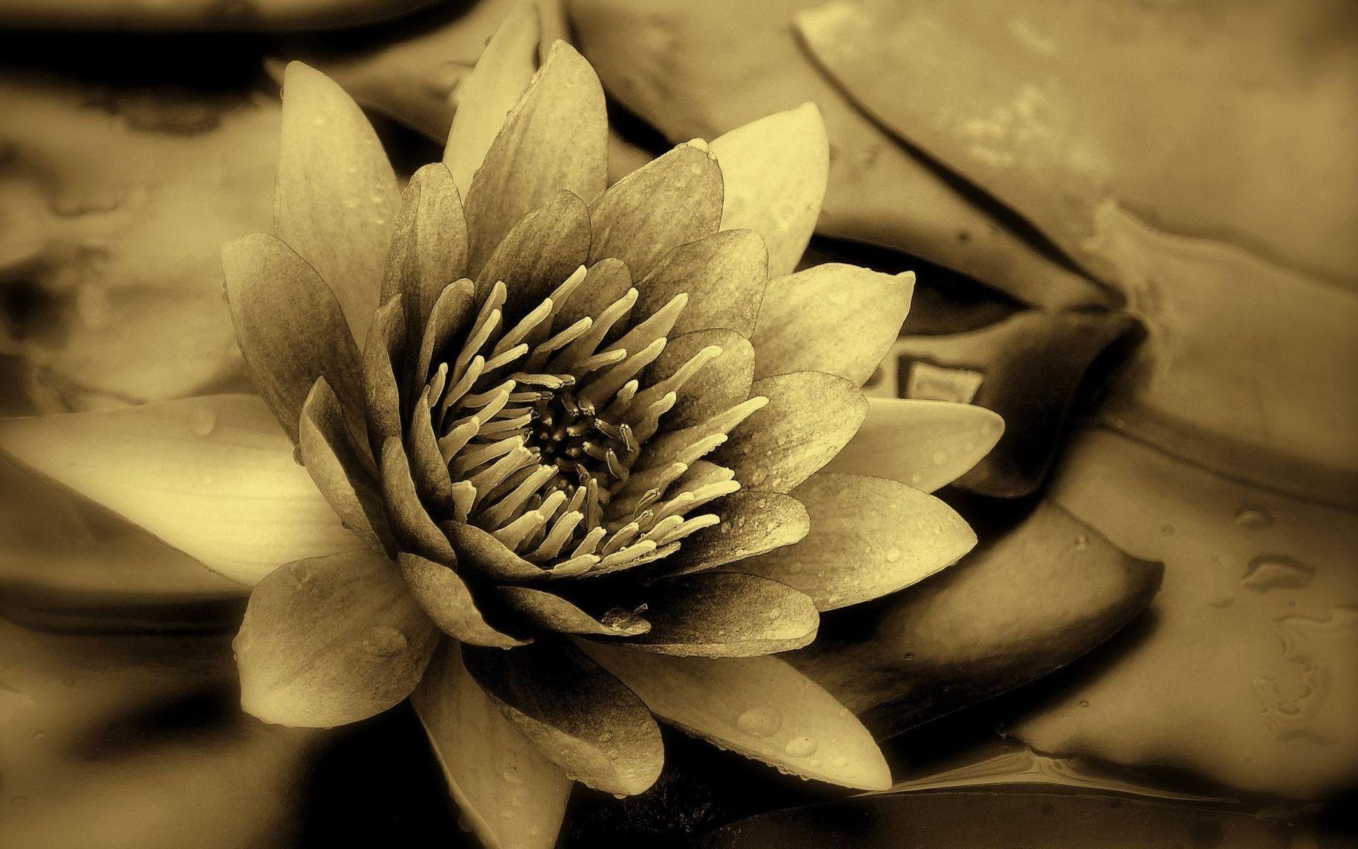 1920x1200 Black Lotus Flower Wallpaper Phone Hd, Pink, White
