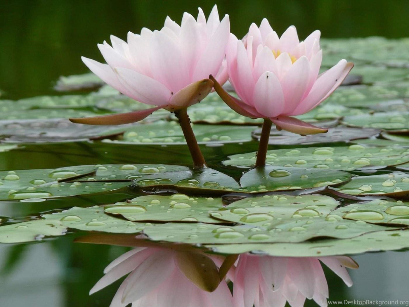 1400x1050 Lotus Flower Black And White Wallpaper Wallpaper. Desktop Background