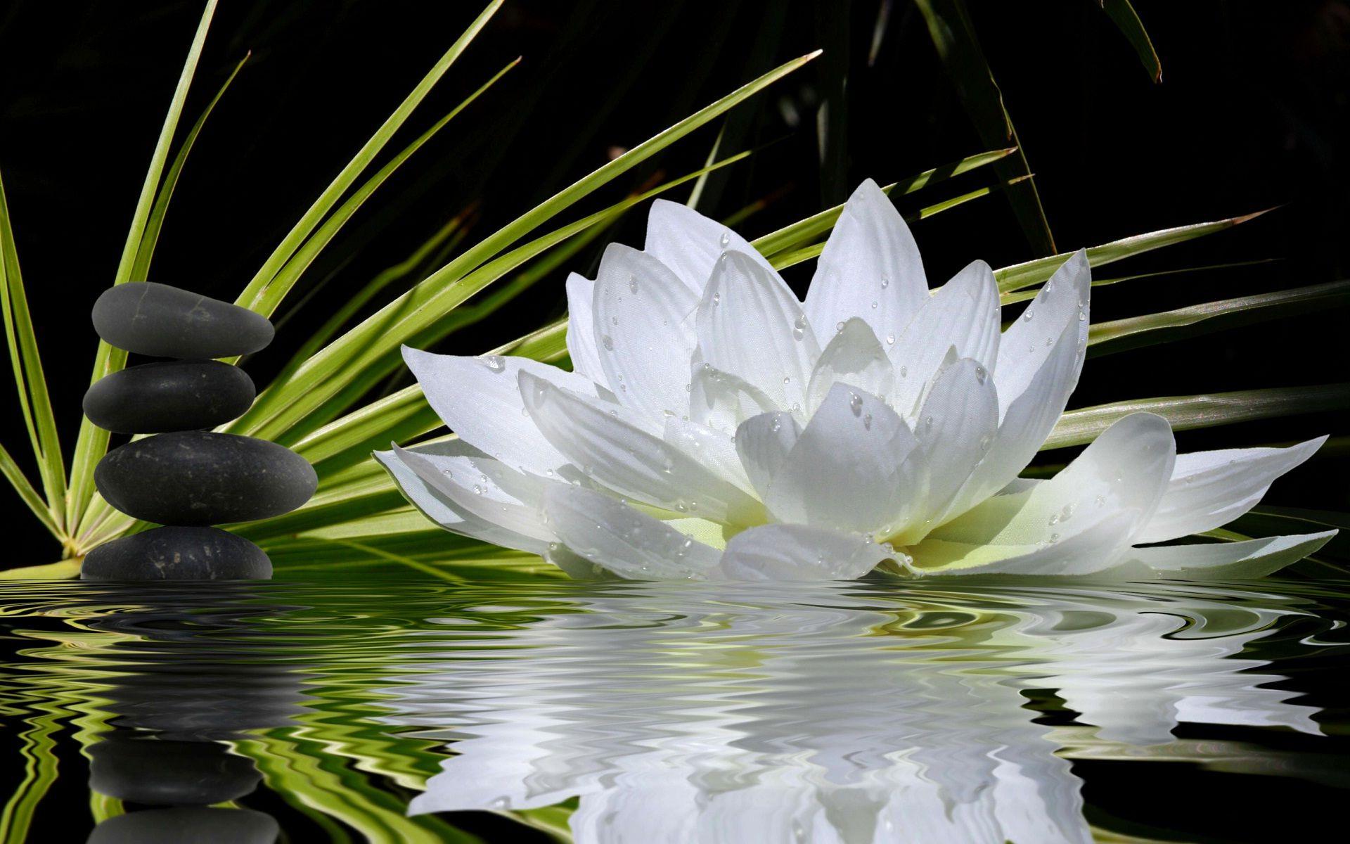 1920x1200 Lotus Flower HD Wallpaper