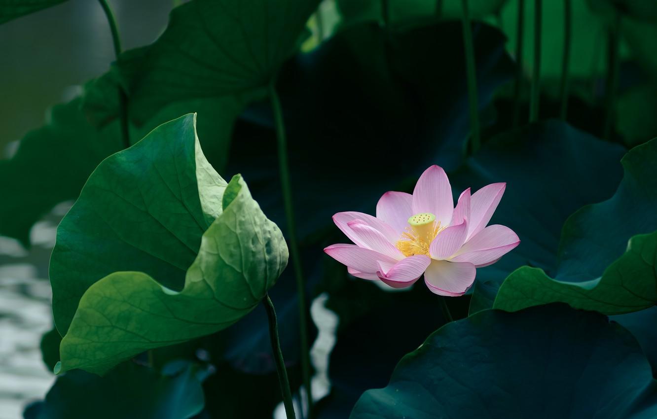 1332x850 Wallpaper flower, leaves, light, the dark background, pink, Lotus image for desktop, section цветы
