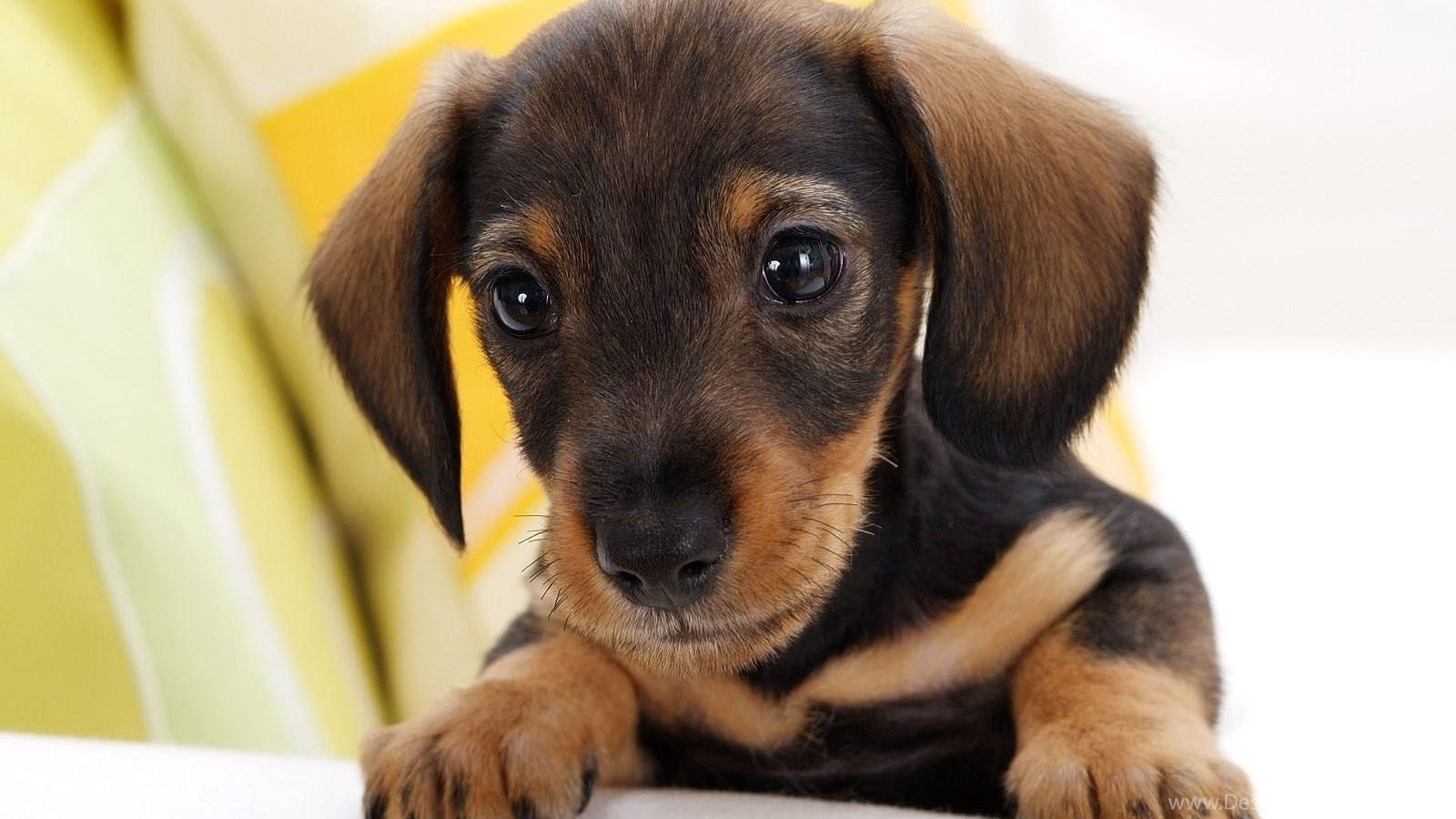 Cute Dachshund Wallpapers - Top Free Cute Dachshund Backgrounds ...