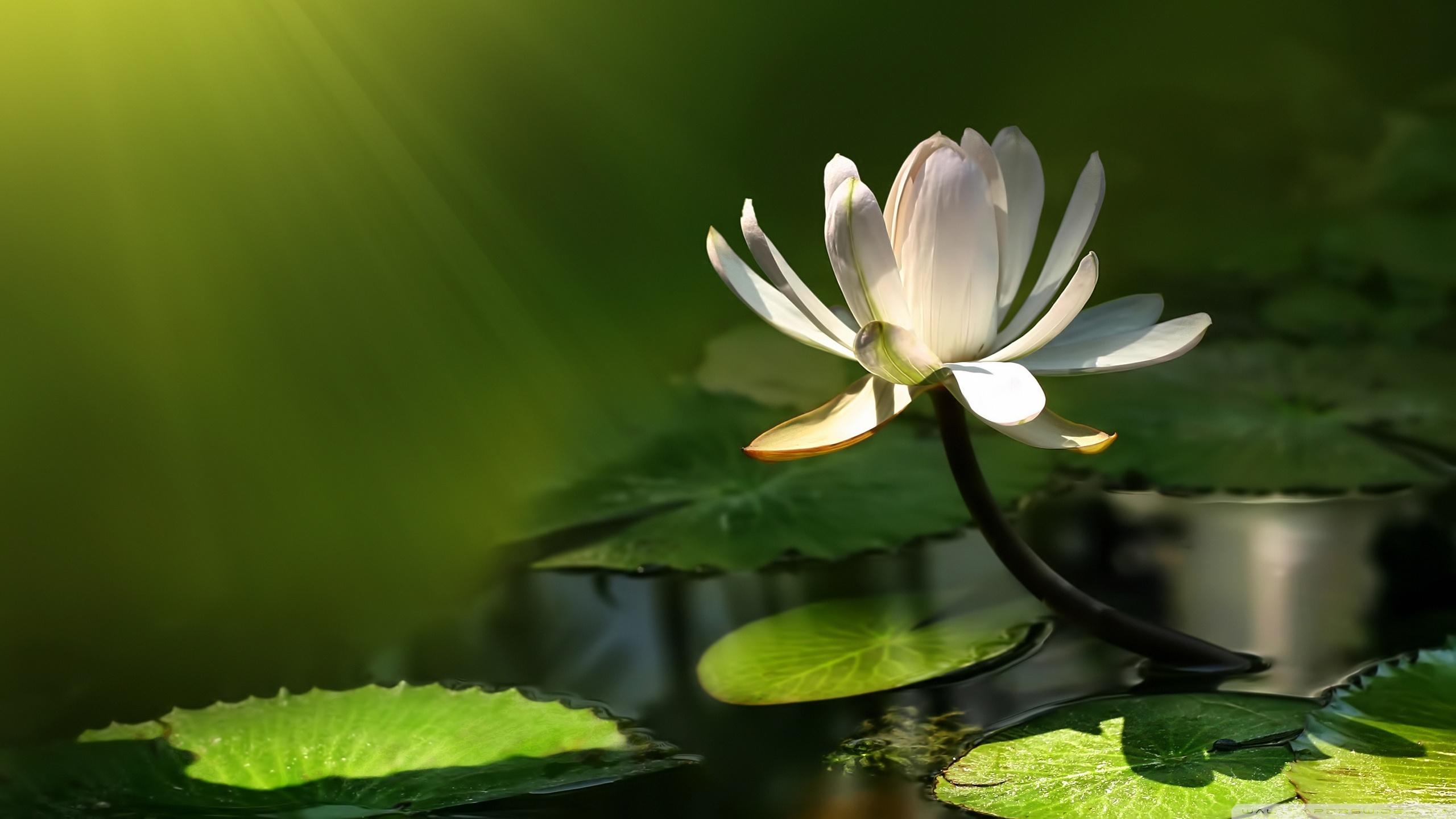 2560x1440 White Lotus Flower Ultra HD Desktop Background Wallpaper for 4K UHD TV : Multi Display, Dual Monitor : Tablet