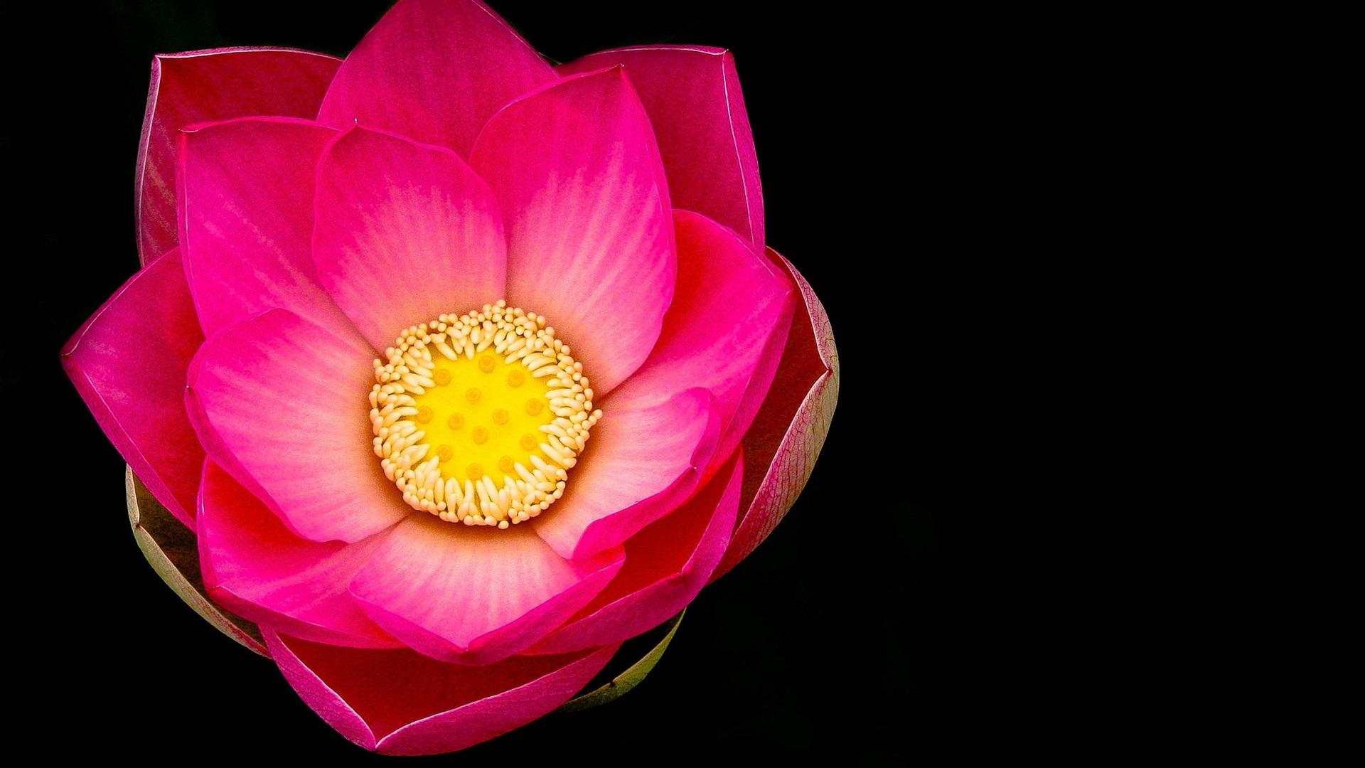 1920x1080 Wallpaper Pink lotus flower macro, black background 1920x1200 HD Picture, Image