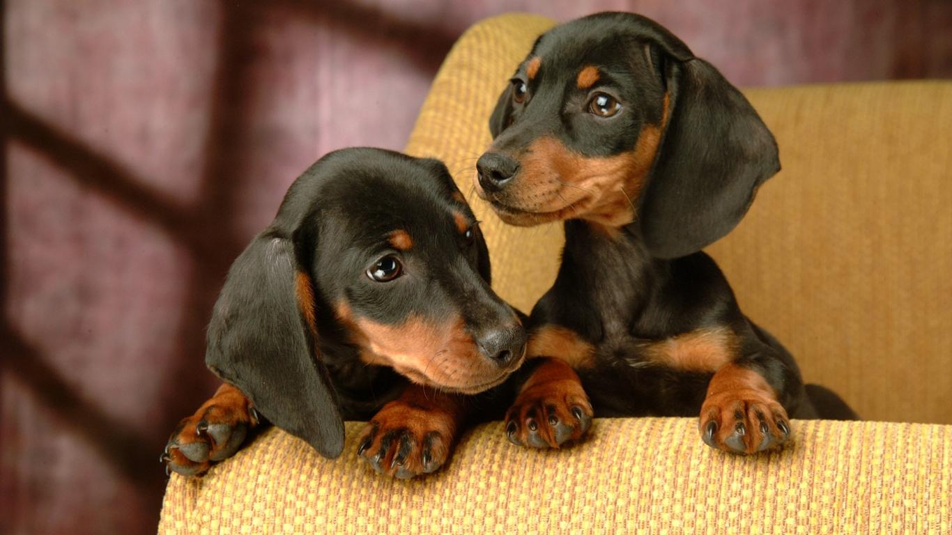 1366x768 Free download Cute Dachshund PictureFun FactsHistoryTraining and More [1920x1200] for your Desktop, Mobile & Tablet. Explore Dachshund Wallpaper Free. Dachshund Halloween Wallpaper for Desktop, Mini Dachshund Wallpaper, Dachshund Puppies Wallpaper