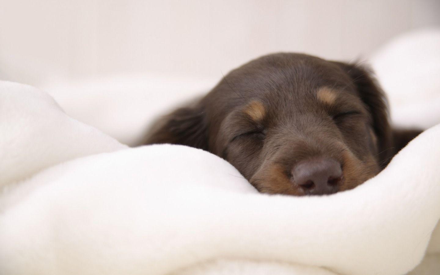 1440x900 Dachshund Wallpaper