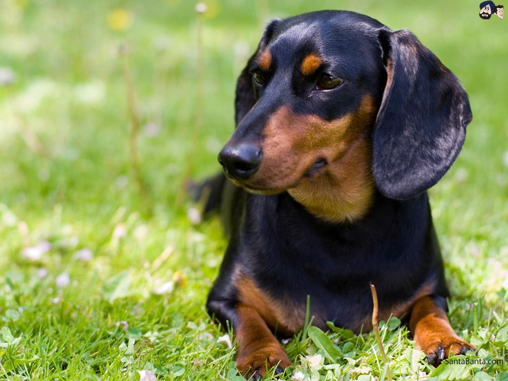 Cute Dachshund Wallpapers - Top Free Cute Dachshund Backgrounds ...