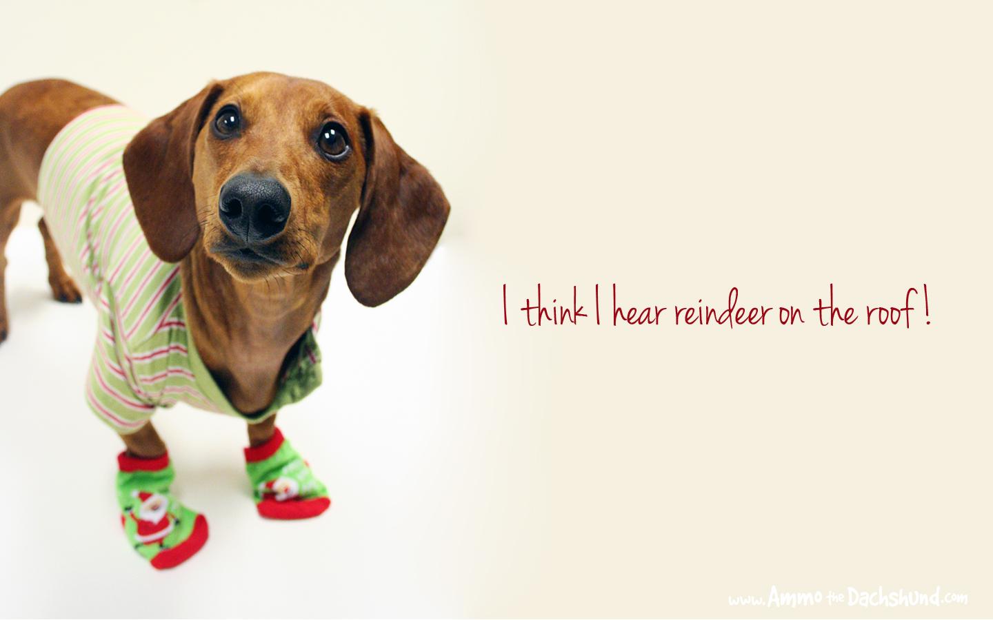 1440x900 Days of Cheer! Free Holiday Desktop Wallpaper. Ammo the Dachshund