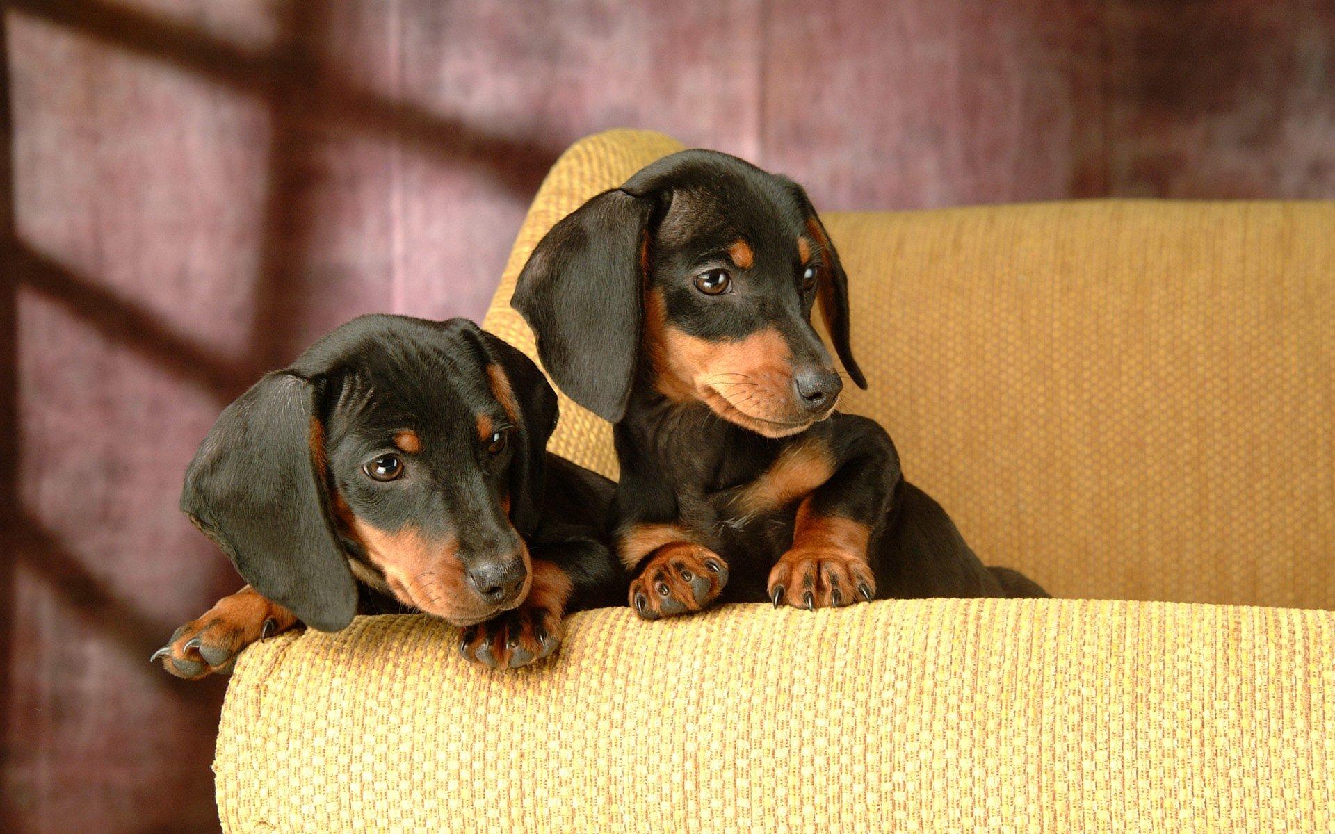 1920x1200 Dachshund wallpaper HD for desktop background