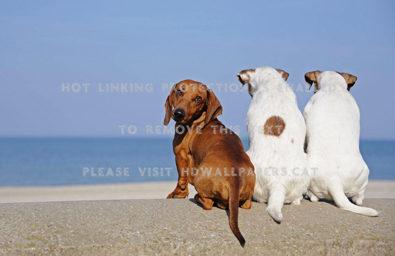 1295x840 always curious dachshund looking cute pet