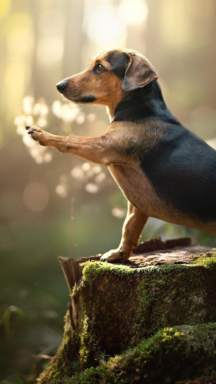 750x1334 Wallpaper Dachshund, dog, paw, stump, moss 1920x1200 HD Picture, Image