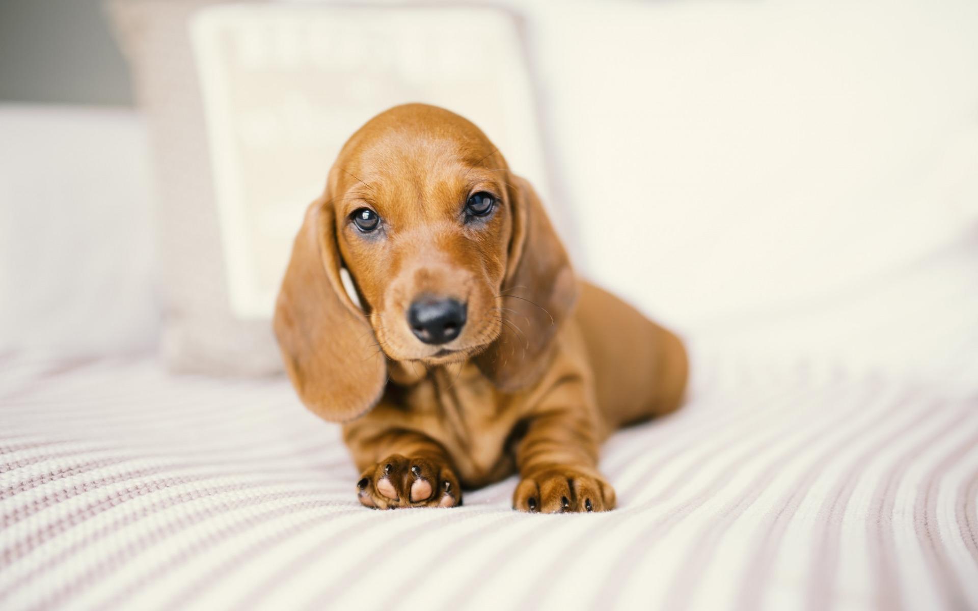 1920x1200 Download wallpaper dachshund, small puppy, pets, brown small dog, cute animals, brown puppy for desktop with resolution 1920x1200. High Quality HD picture wallpaper