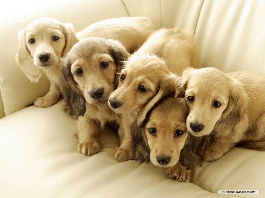 1024x768 Free download Mini Dachshund Wallpaper Dogs Wallpaper 7014544 [1024x768] for your Desktop, Mobile & Tablet. Explore Mini Dachshund Wallpaper. Dachshund Wallpaper Border, Dachshund Wallpaper for Walls, Cute Dachshund Wallpaper