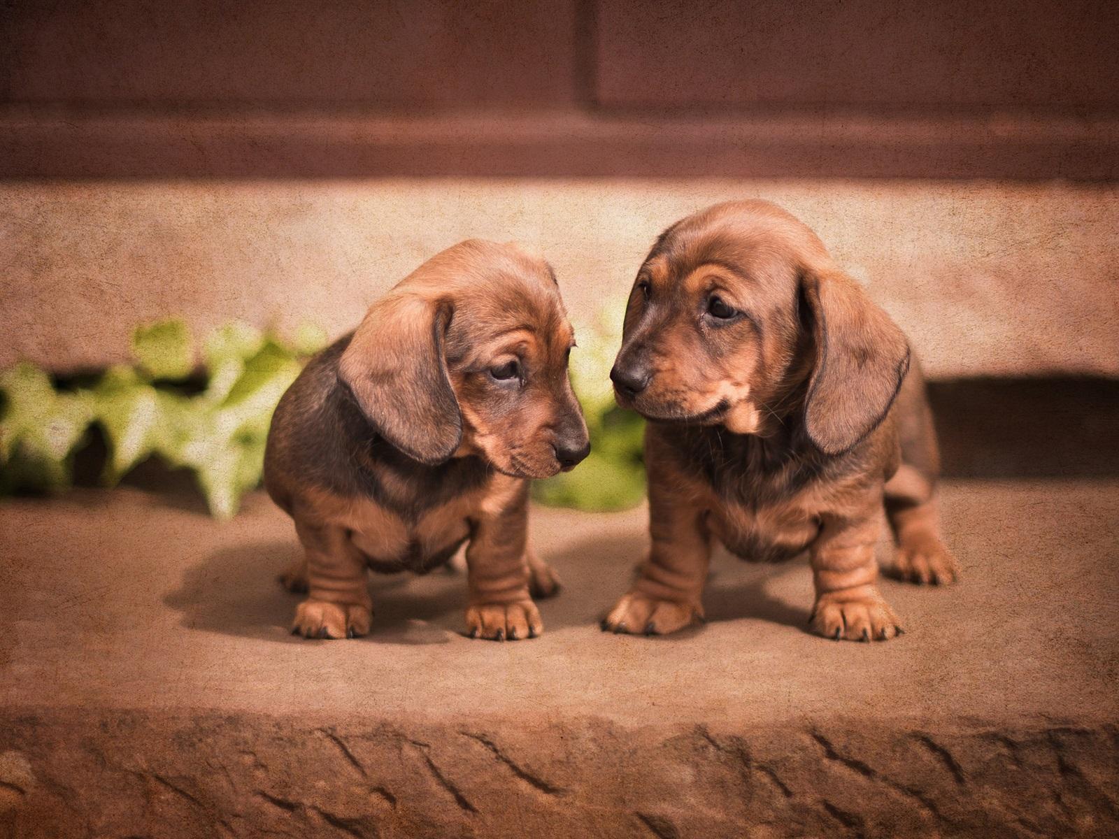 1600x1200 Cute Dachshund, Puppies 640x1136 IPhone 5 5S 5C SE Wallpaper, Background, Picture, Image
