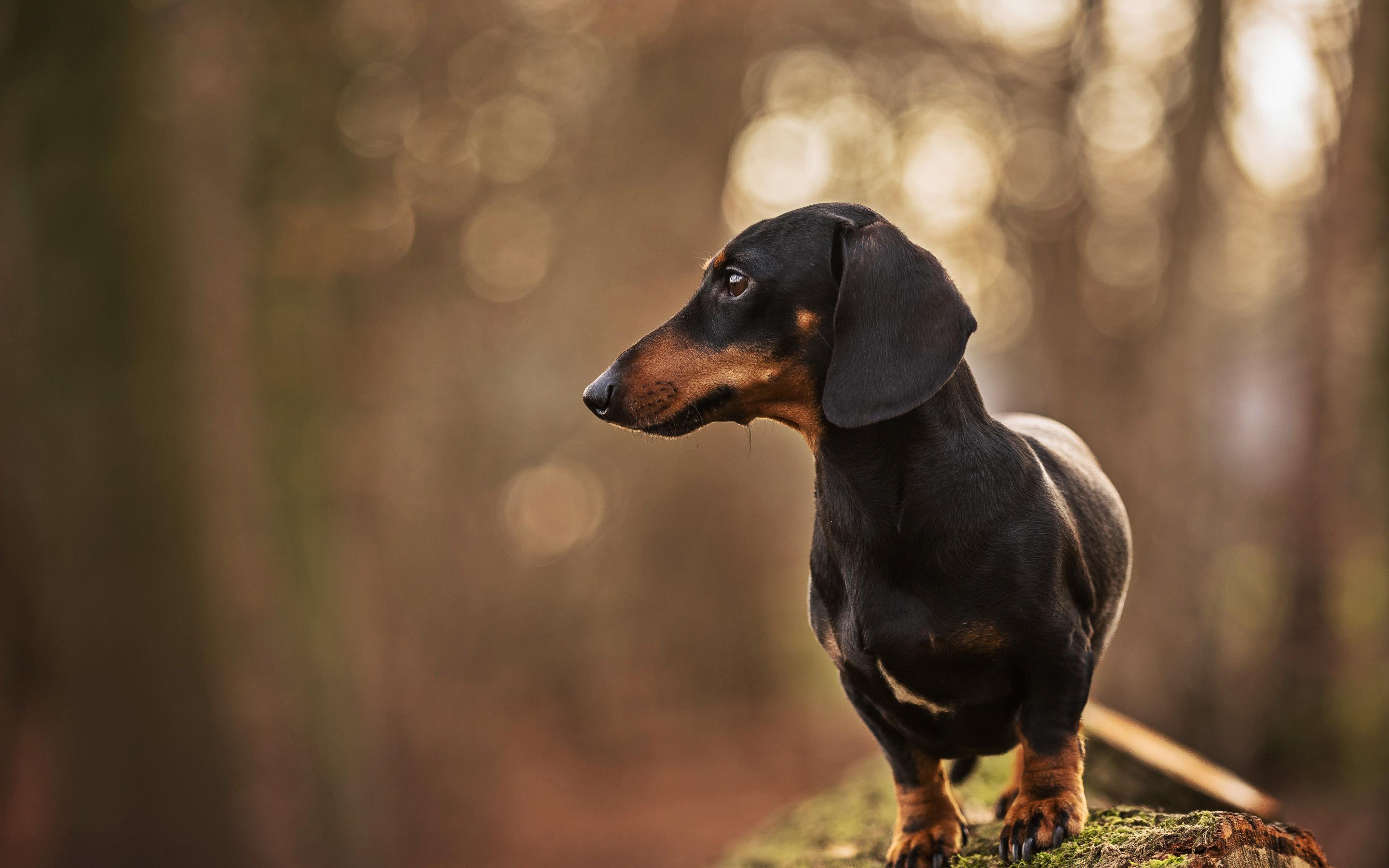 2880x1800 Download wallpaper Dachshund, autumn, dogs, bokeh, black dachshund, forest, pets, cute animals, Dachshund Dog for desktop with resolution 2880x1800. High Quality HD picture wallpaper