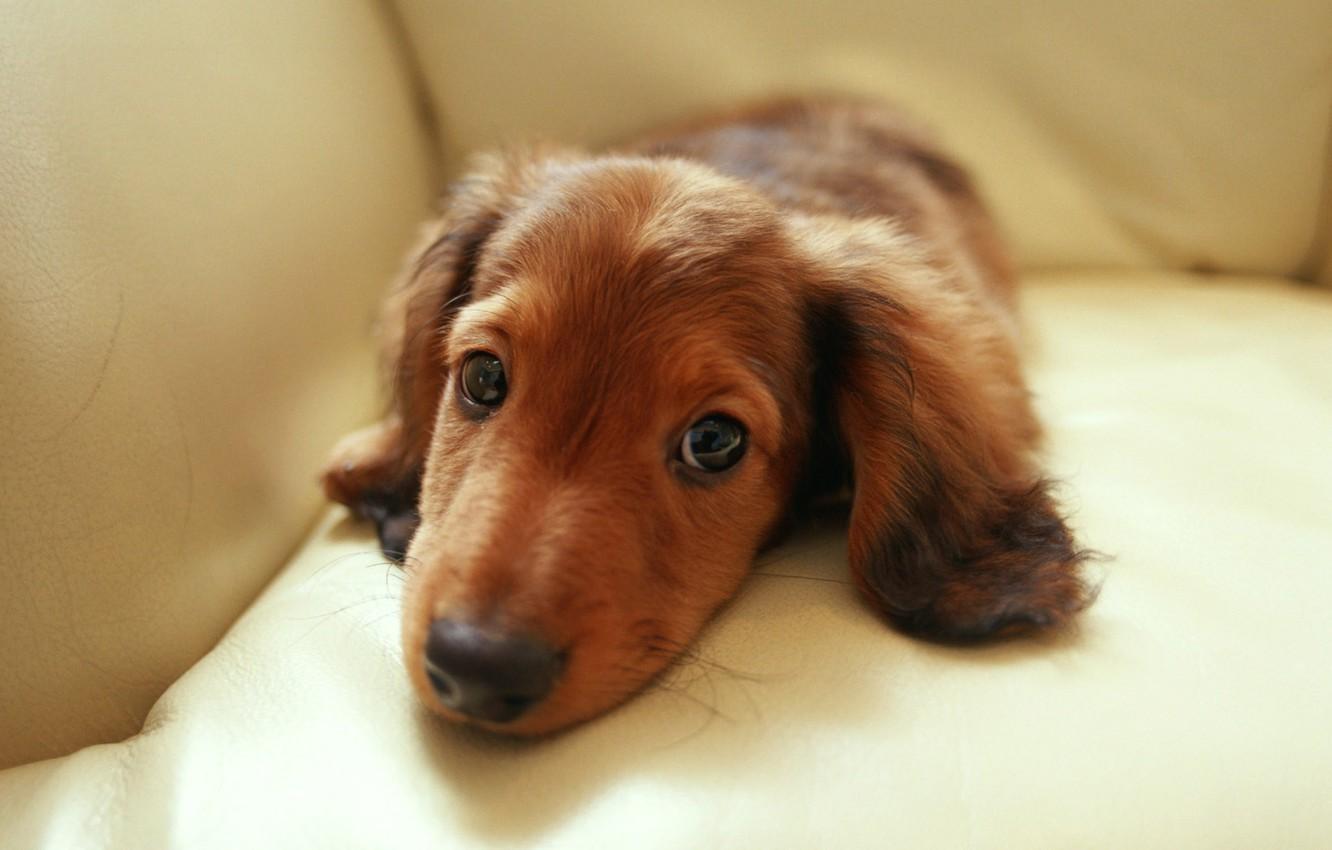 1332x850 Wallpaper eyes, look, sofa, dachshund, Dachshund image for desktop, section собаки