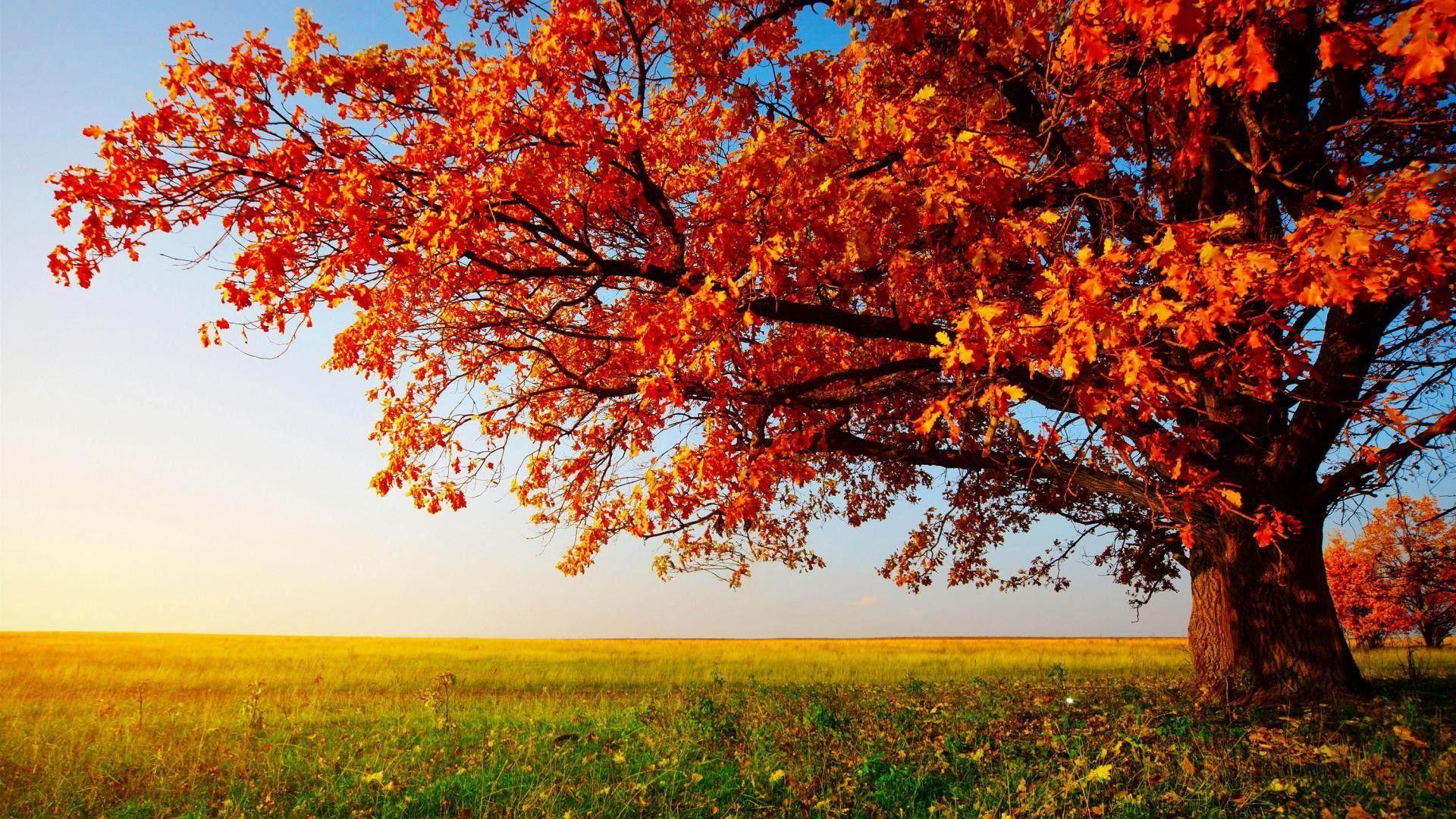 1920x1080 Beautiful PC Desktop Wallpaper