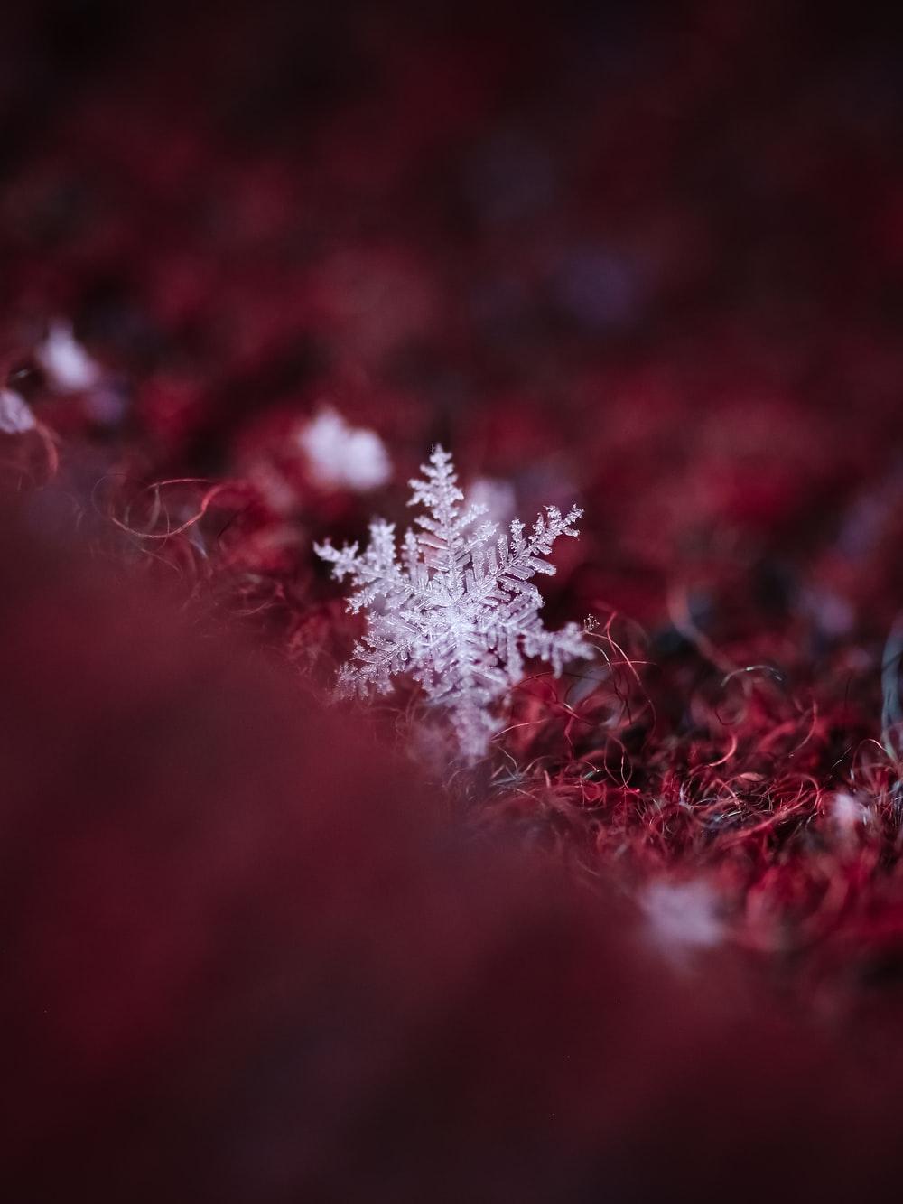 1000x1333 Best Snowflake Picture [HD]. Download Free Image