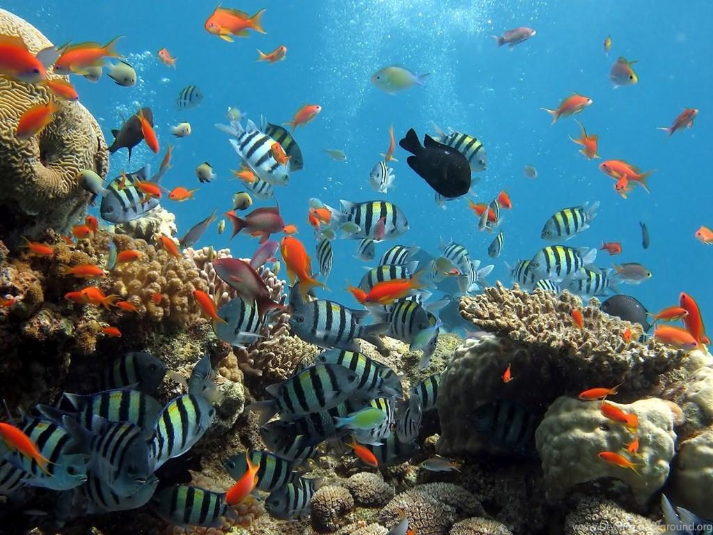 1024x768 Under Sea Wallpaper HD Desktop Background