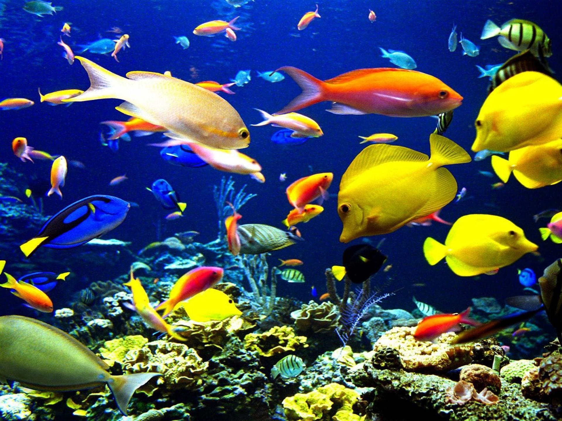 1920x1440 Tropical Fish Underwater World Sea Okean HD Wallpaper For Laptop And PC :