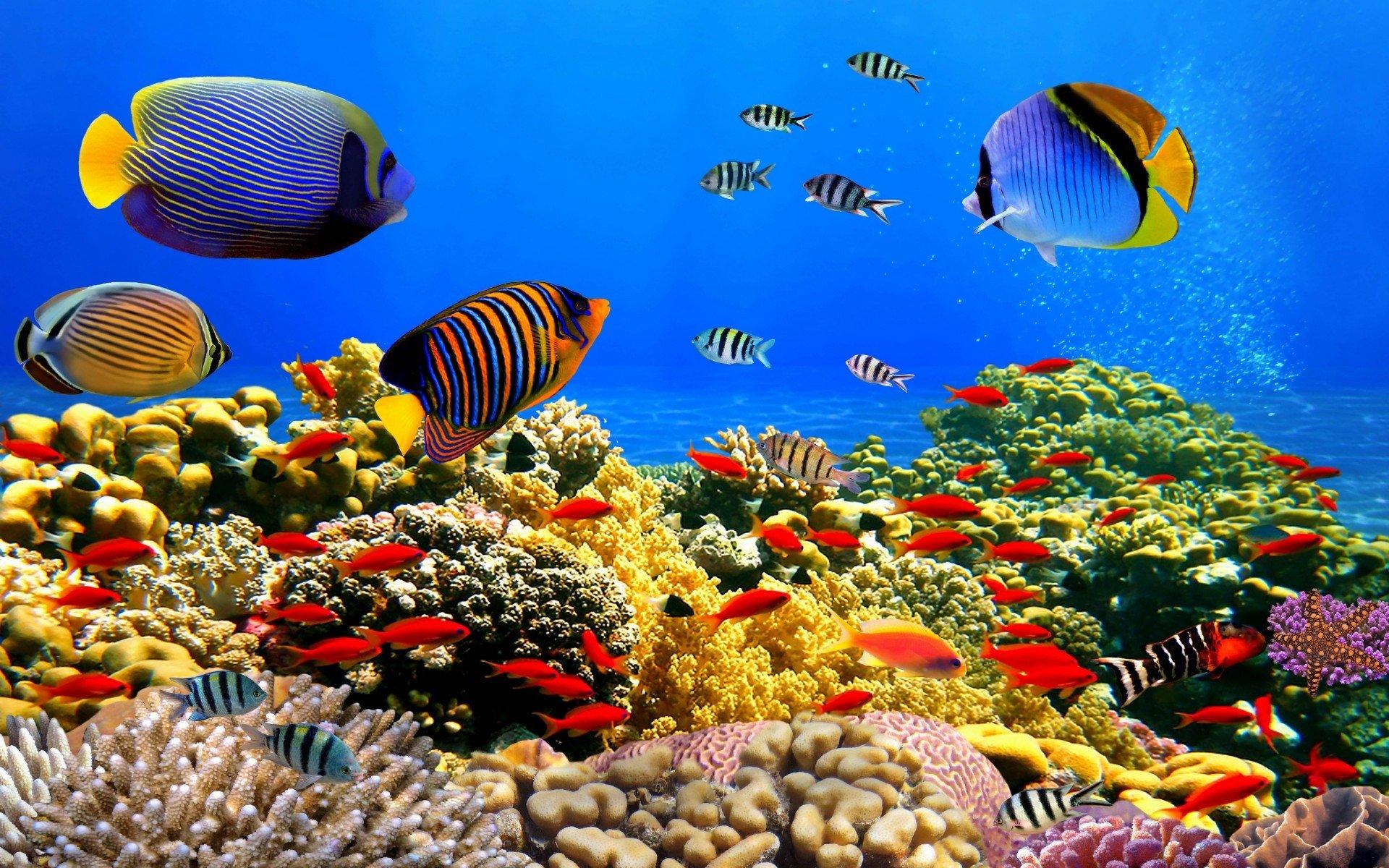 1920x1200 Vibrant Coral Reef: A Stunning HD Wallpaper of Underwater Life