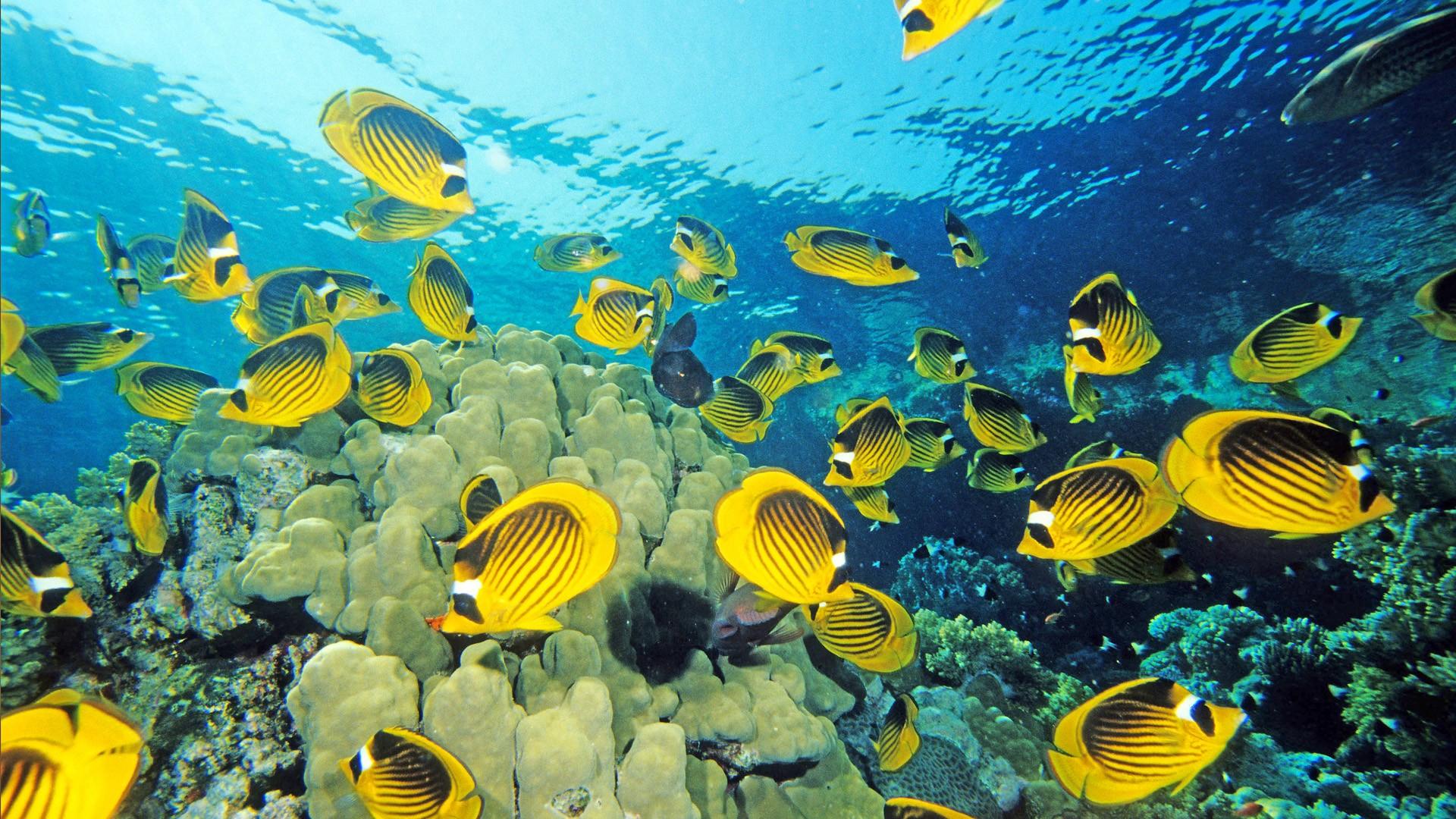 1920x1080 Wallpaper Under The Sea