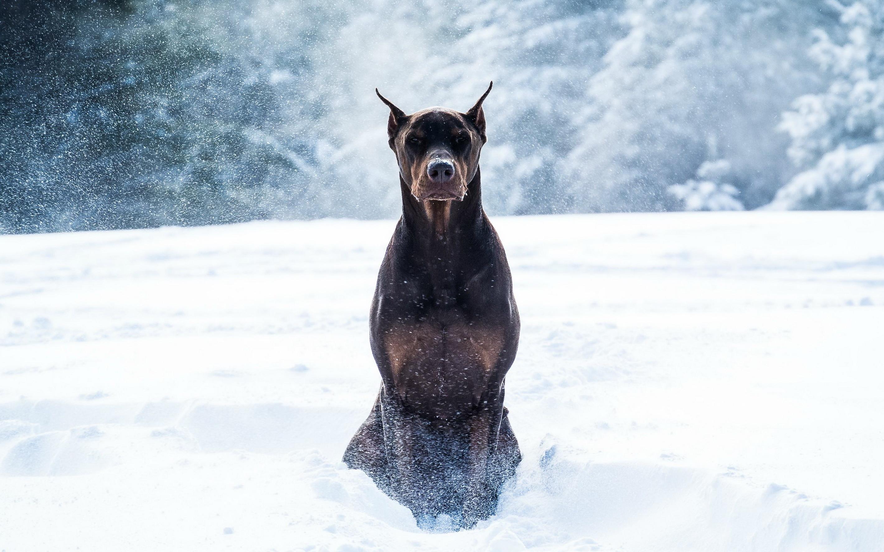 2840x1775 Doberman Pinscher Dog Wallpaper