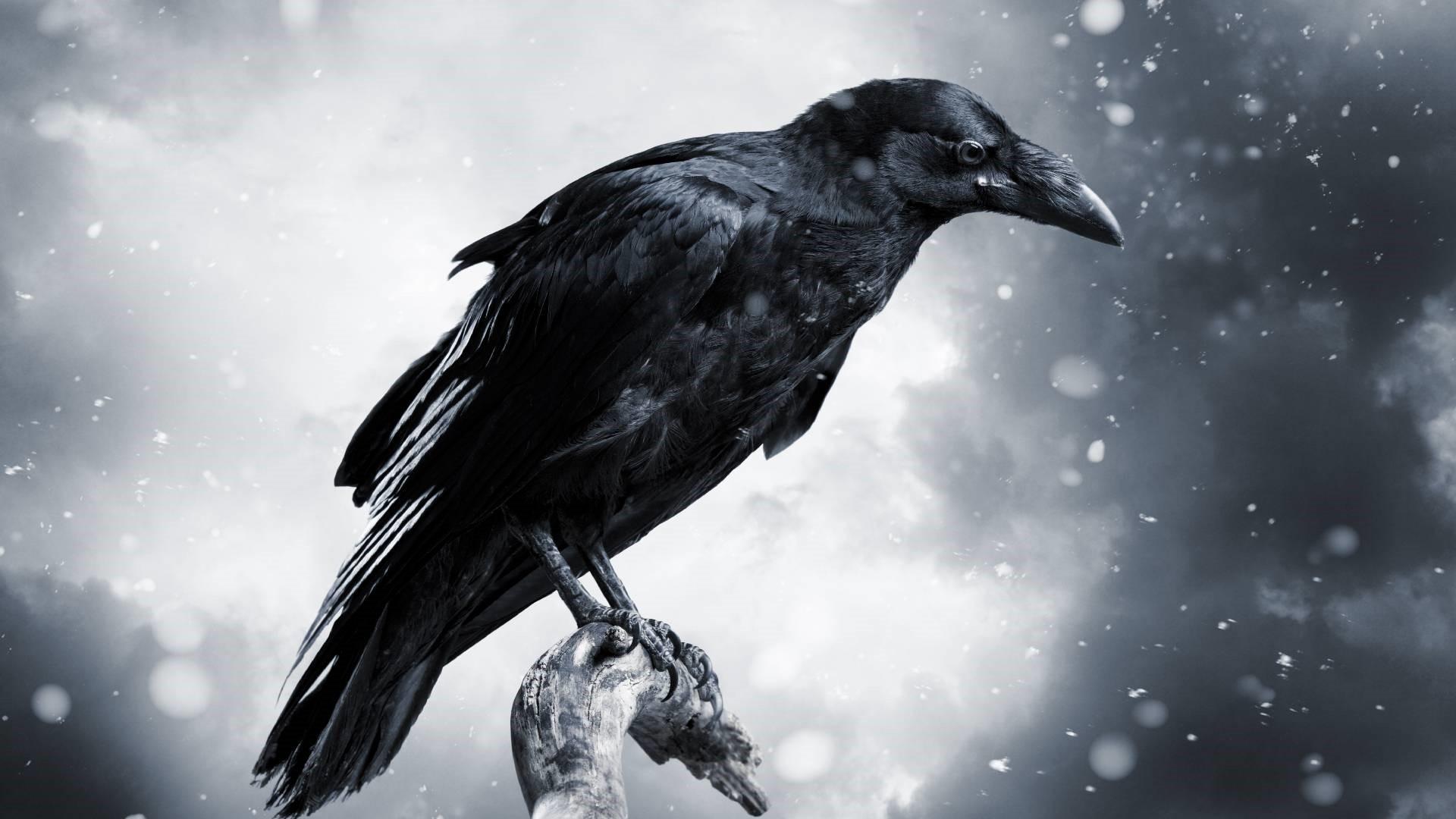 1920x1080 Raven Wallpaper